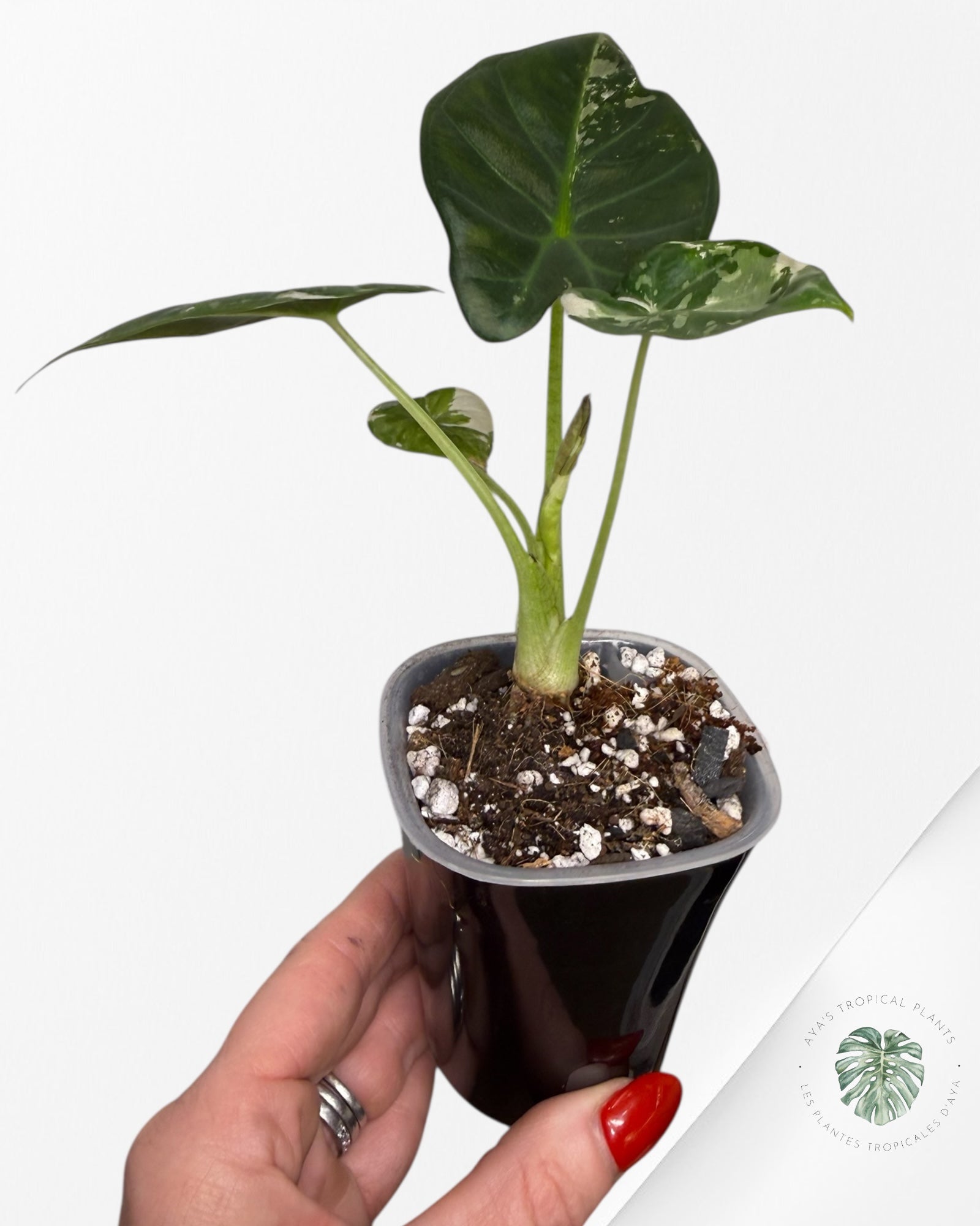 Alocasia Regal Shield Albo