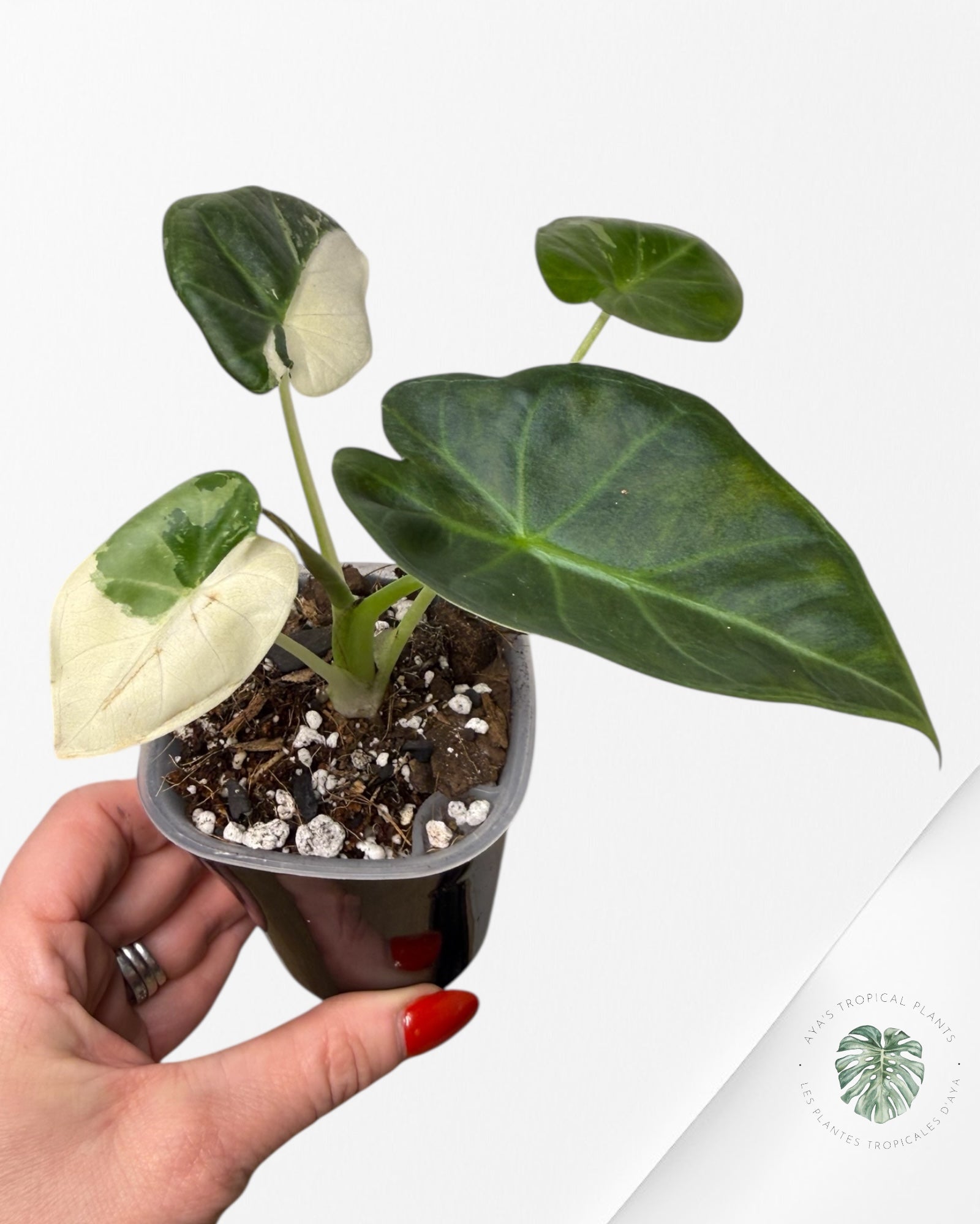 Alocasia Regal Shield Albo