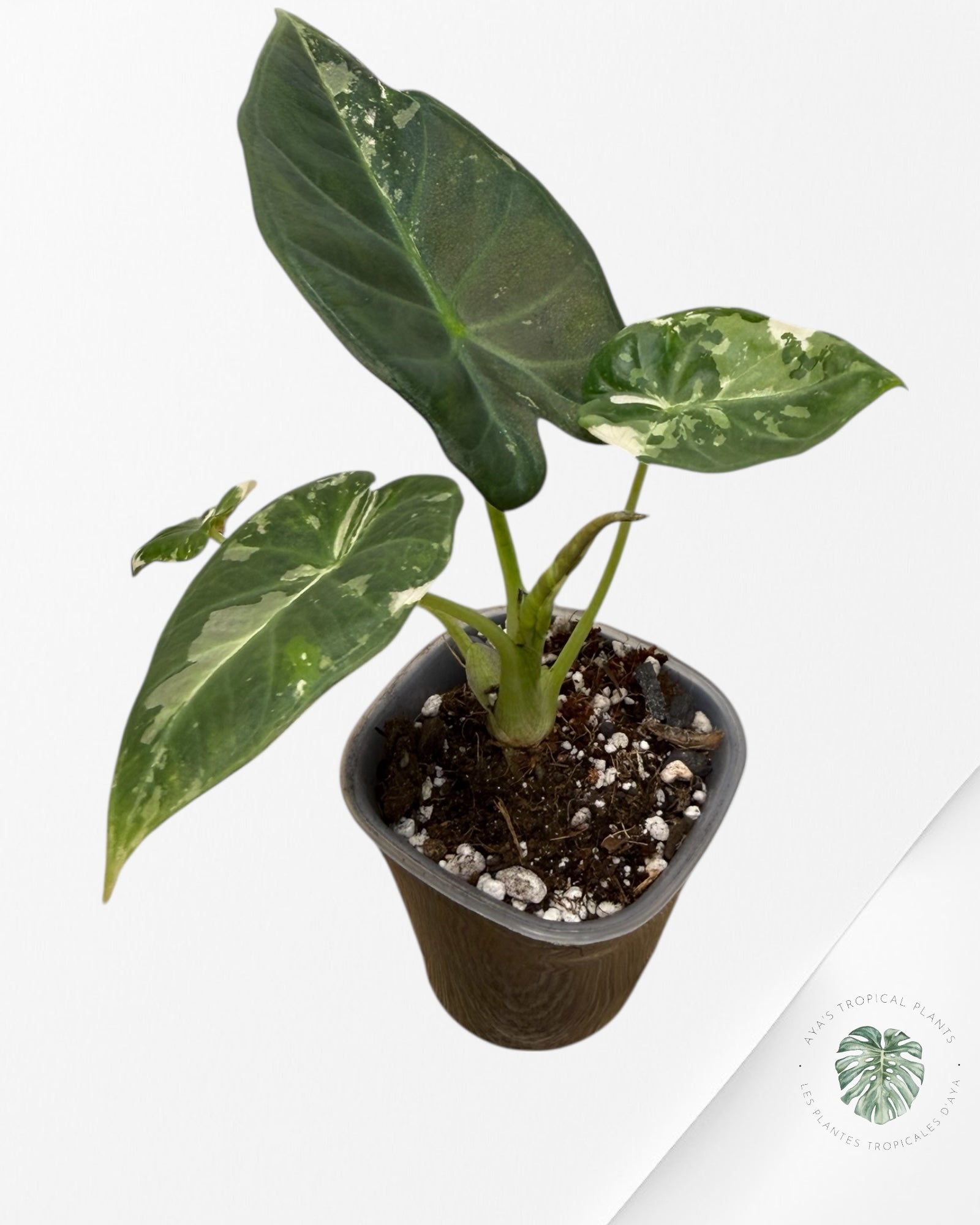 Alocasia Regal Shield Albo