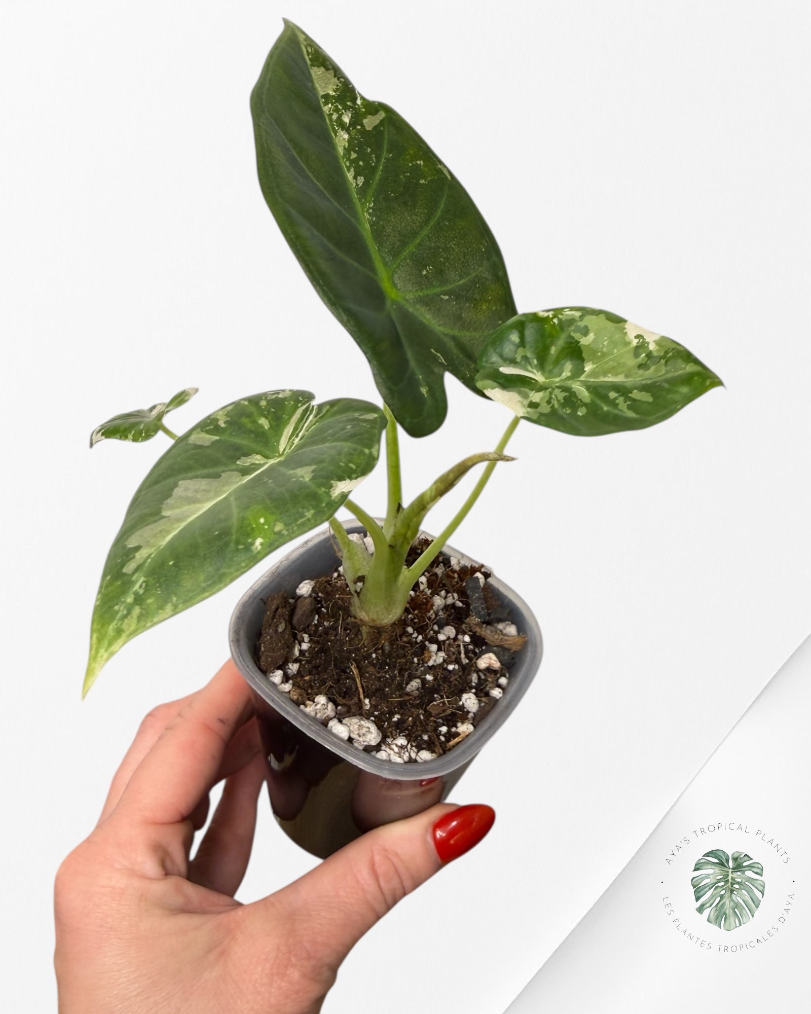 Alocasia Regal Shield Albo