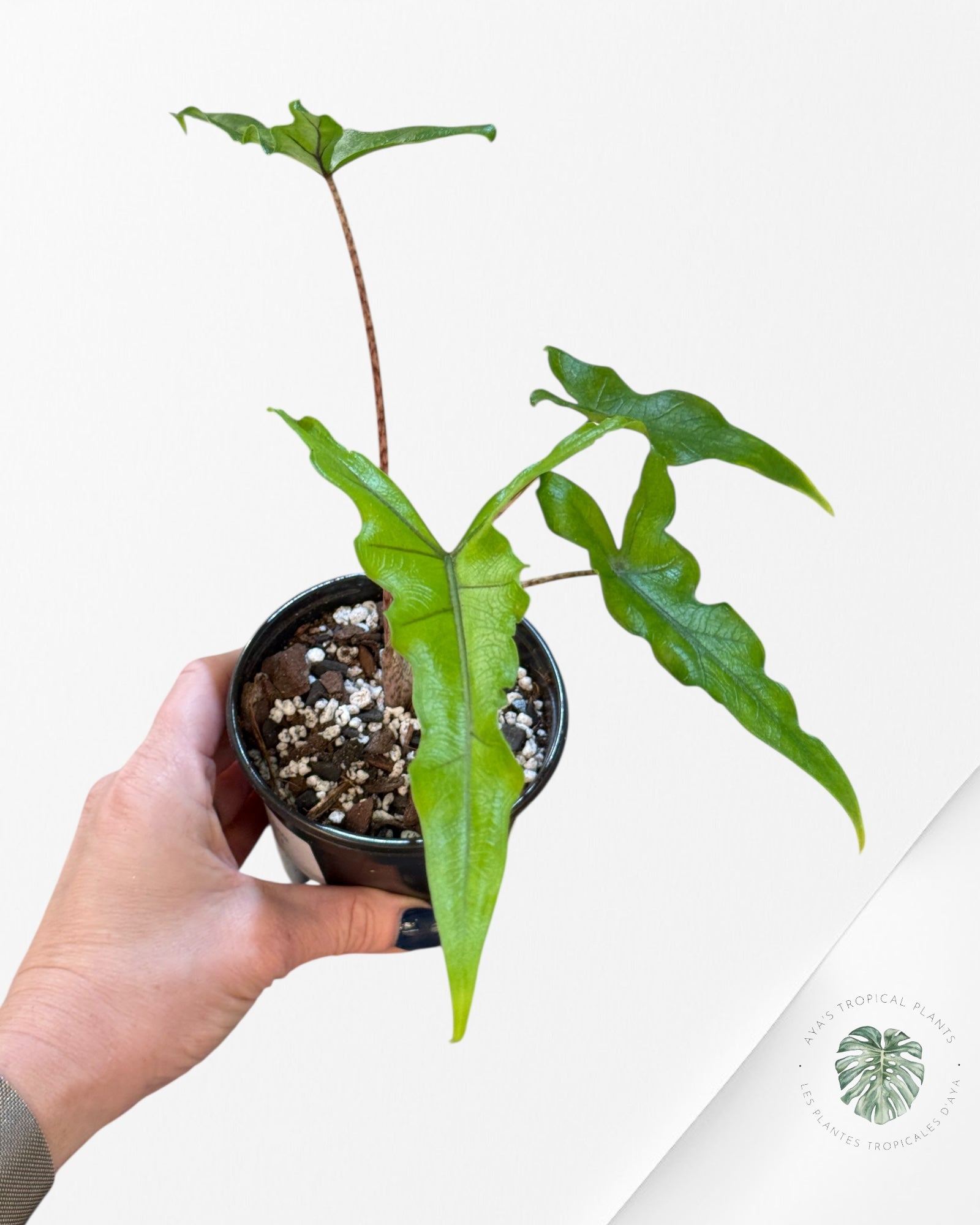 Alocasia Sabrina | Aracée | Plantes tropicales d'Aya