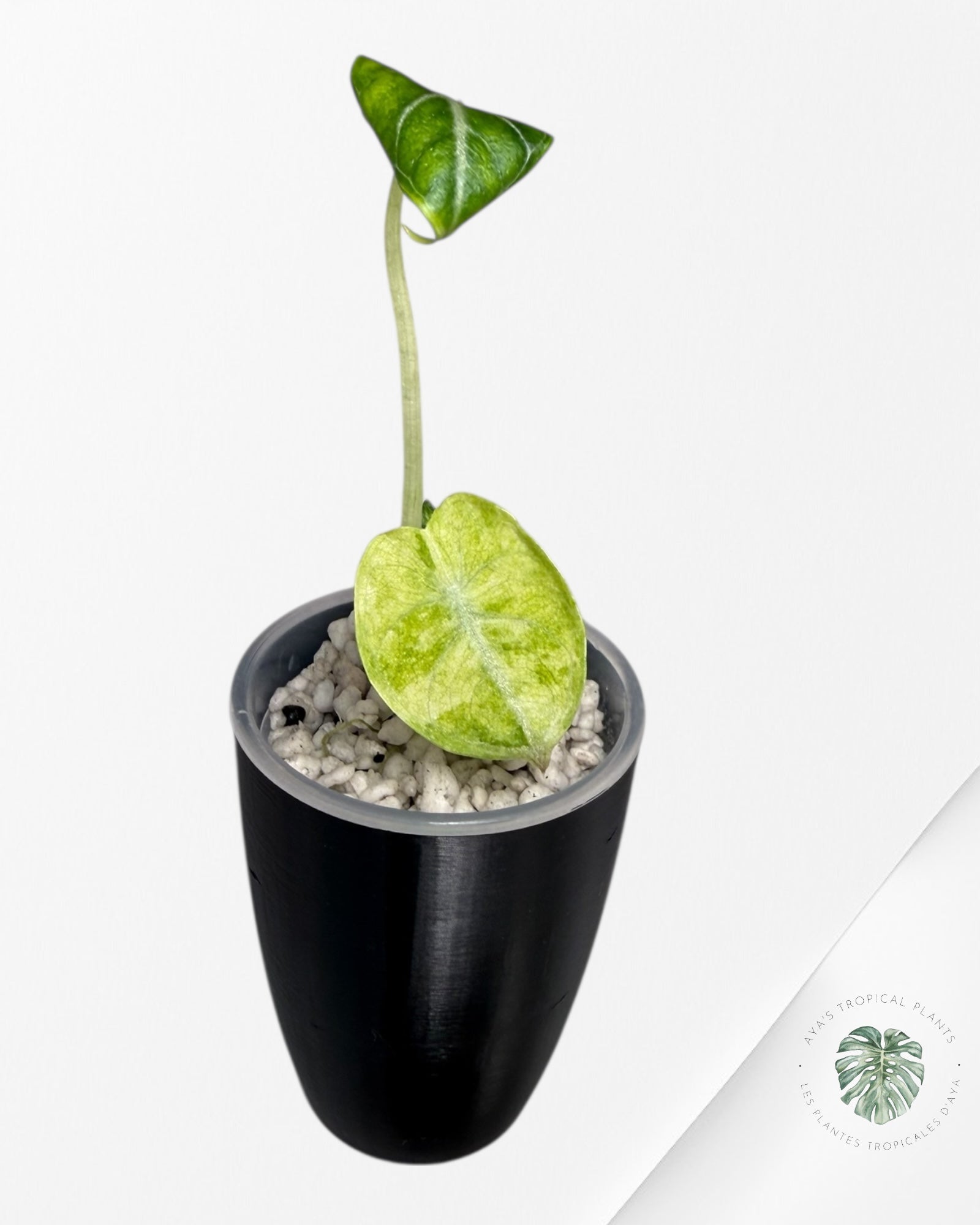 Alocasia Ninja Tricolor Panaché