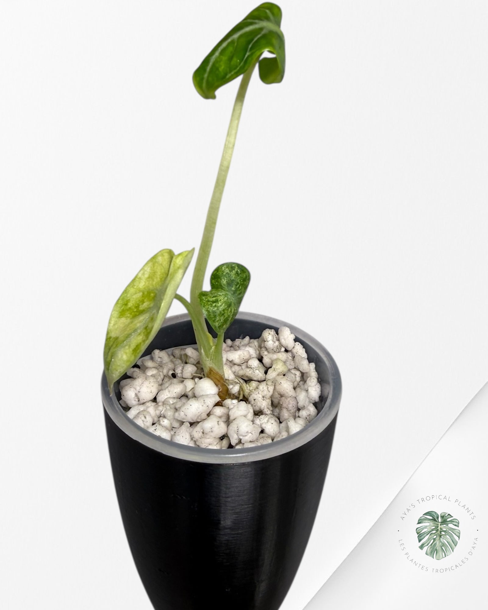 Alocasia Ninja Tricolor Panaché