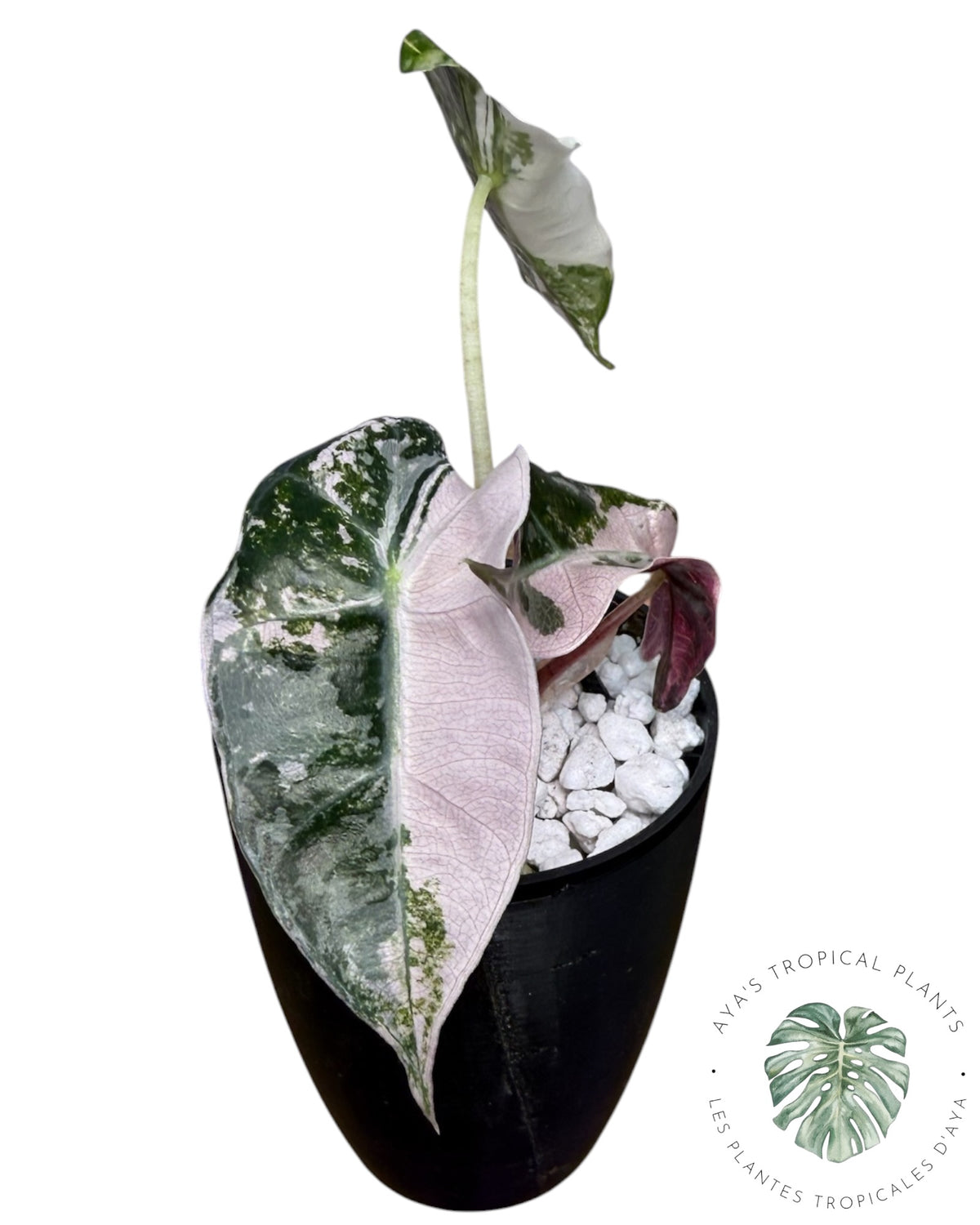 Alocasia Polly Pink Snowflake (Grade A)