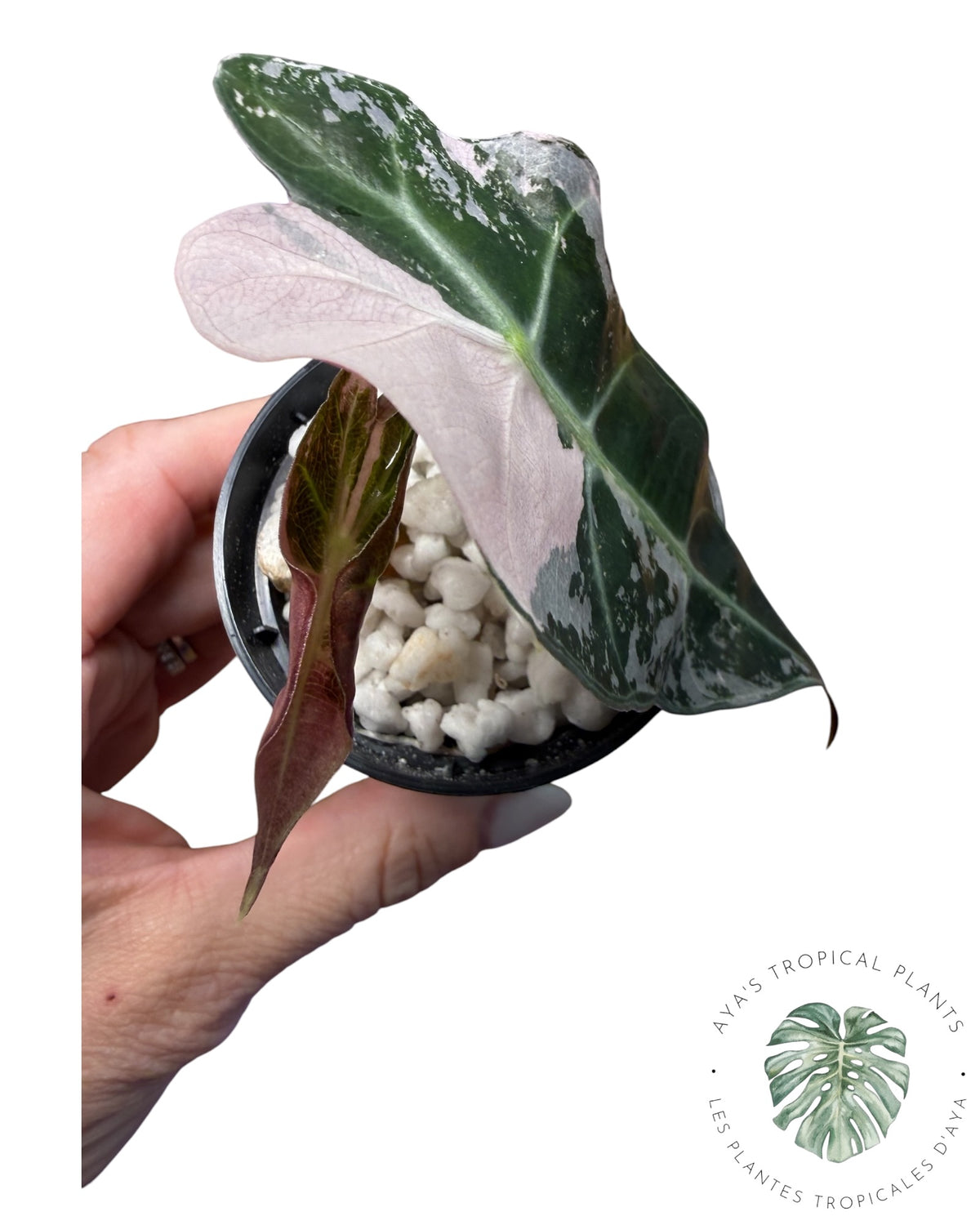 Alocasia Polly Pink Snowflake (Grade A)