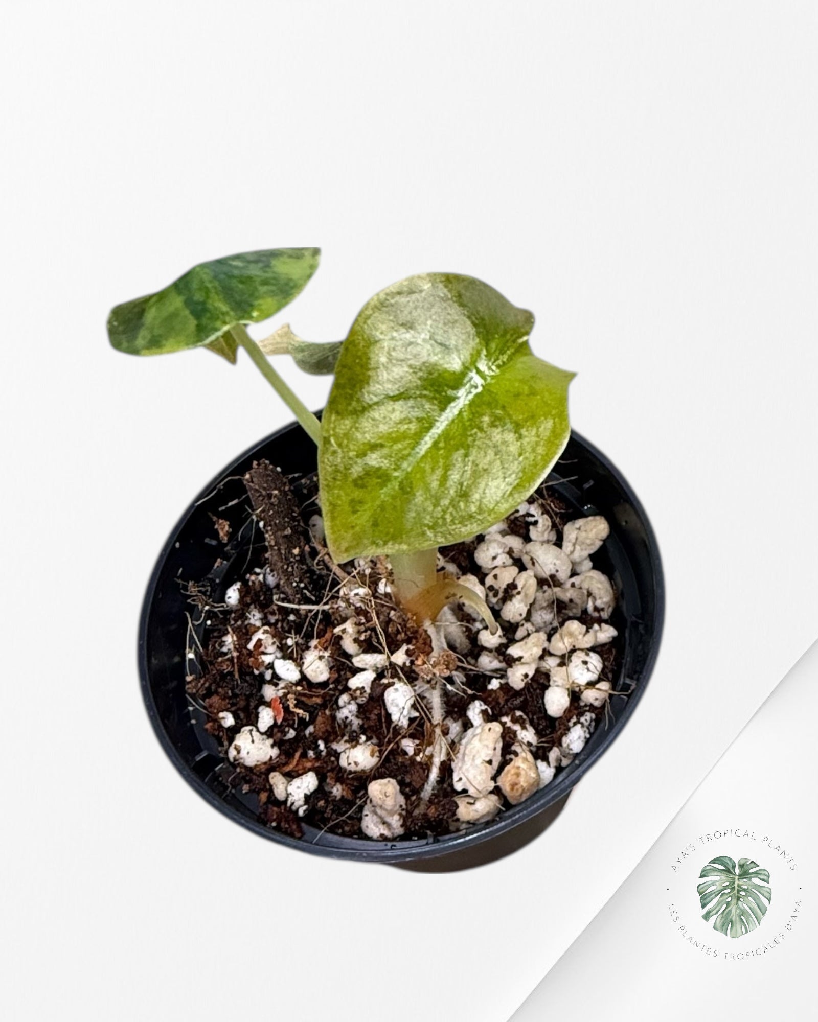 Alocasia Cuprea Golden Latte - AC2