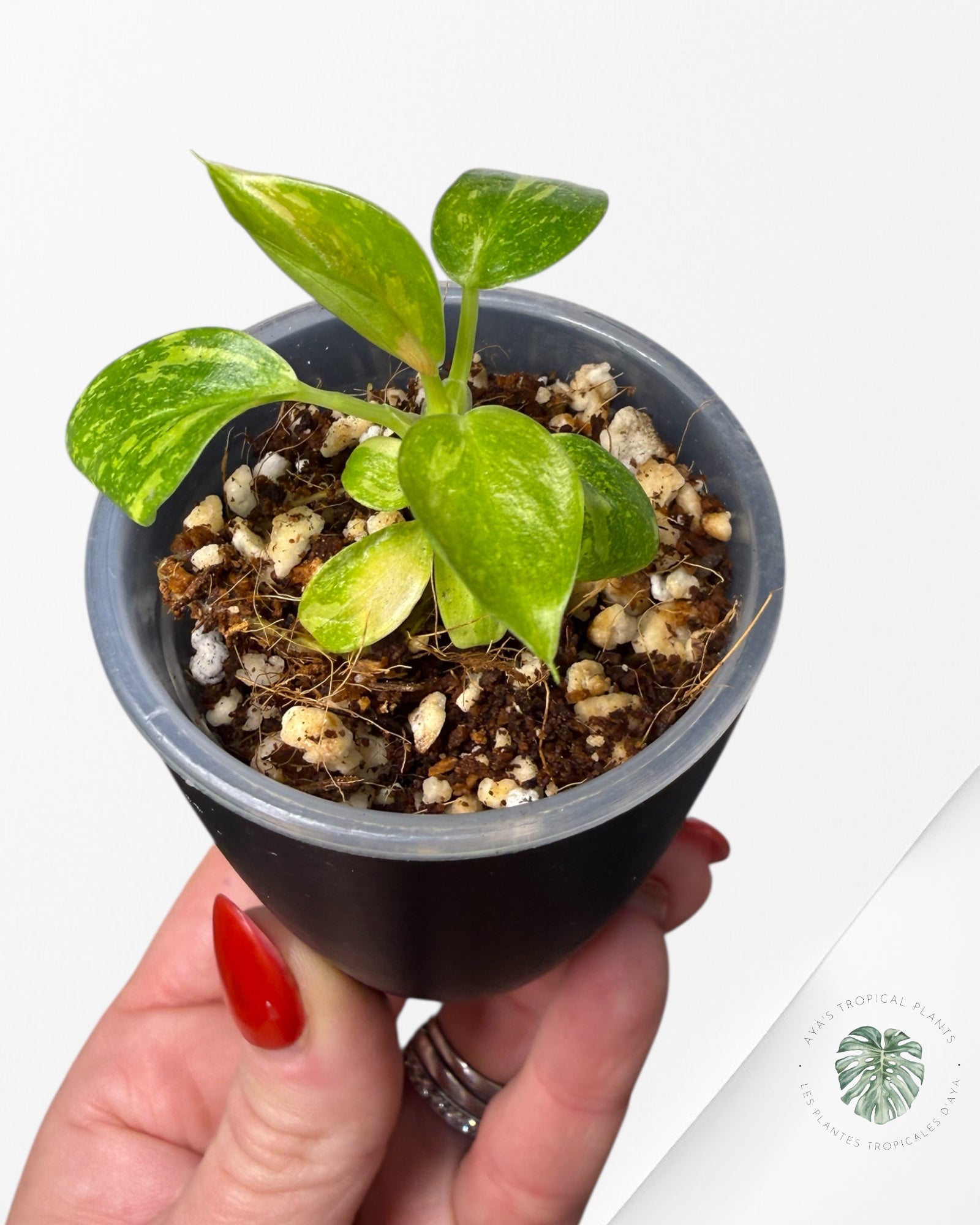 Philodendron Green Congo Nuclear