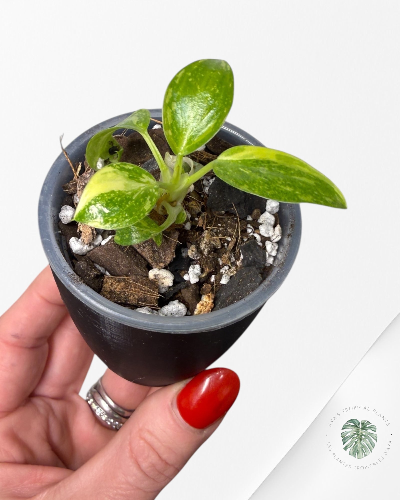 Philodendron Green Congo Nuclear