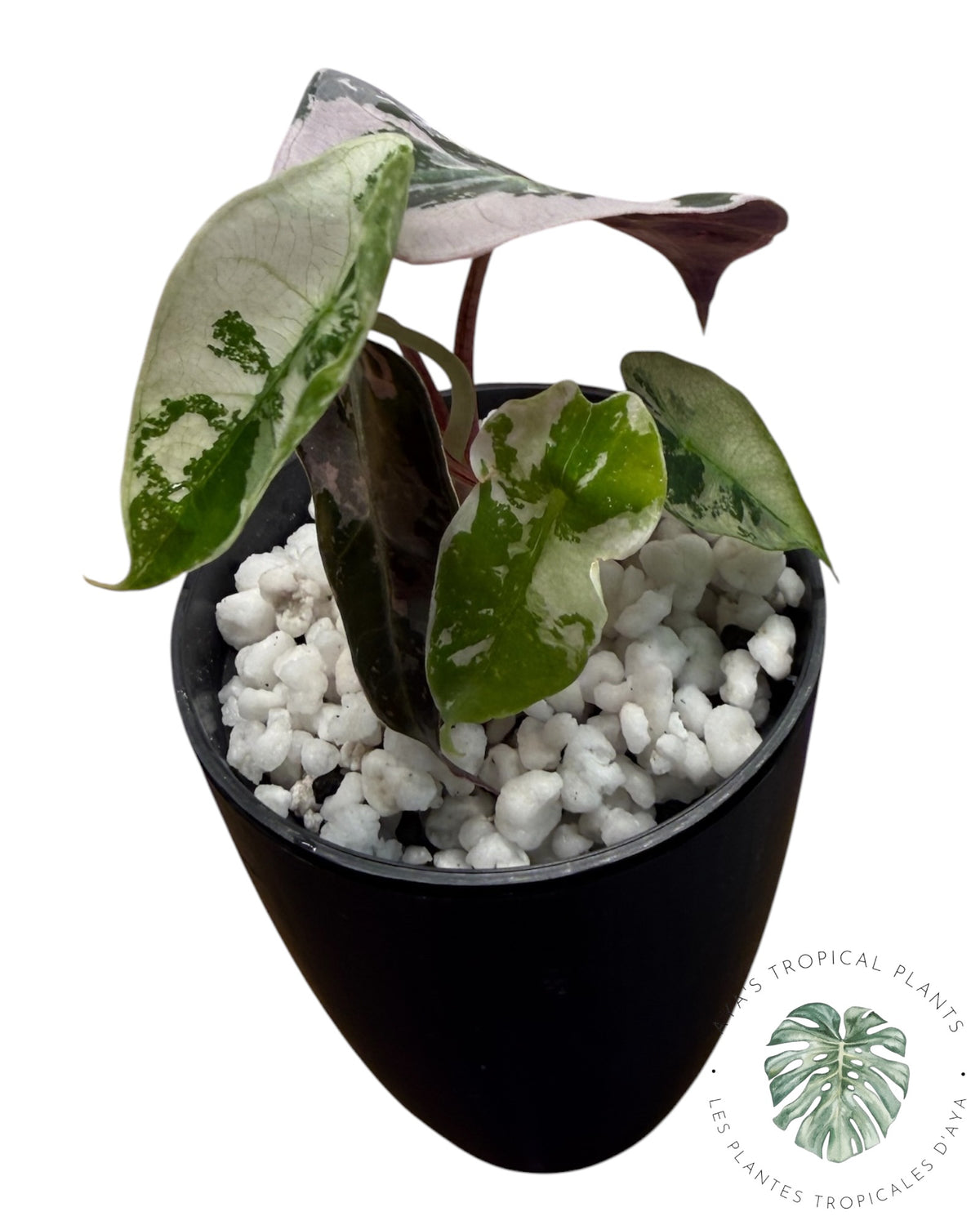 Alocasia Polly Flocon de neige rose