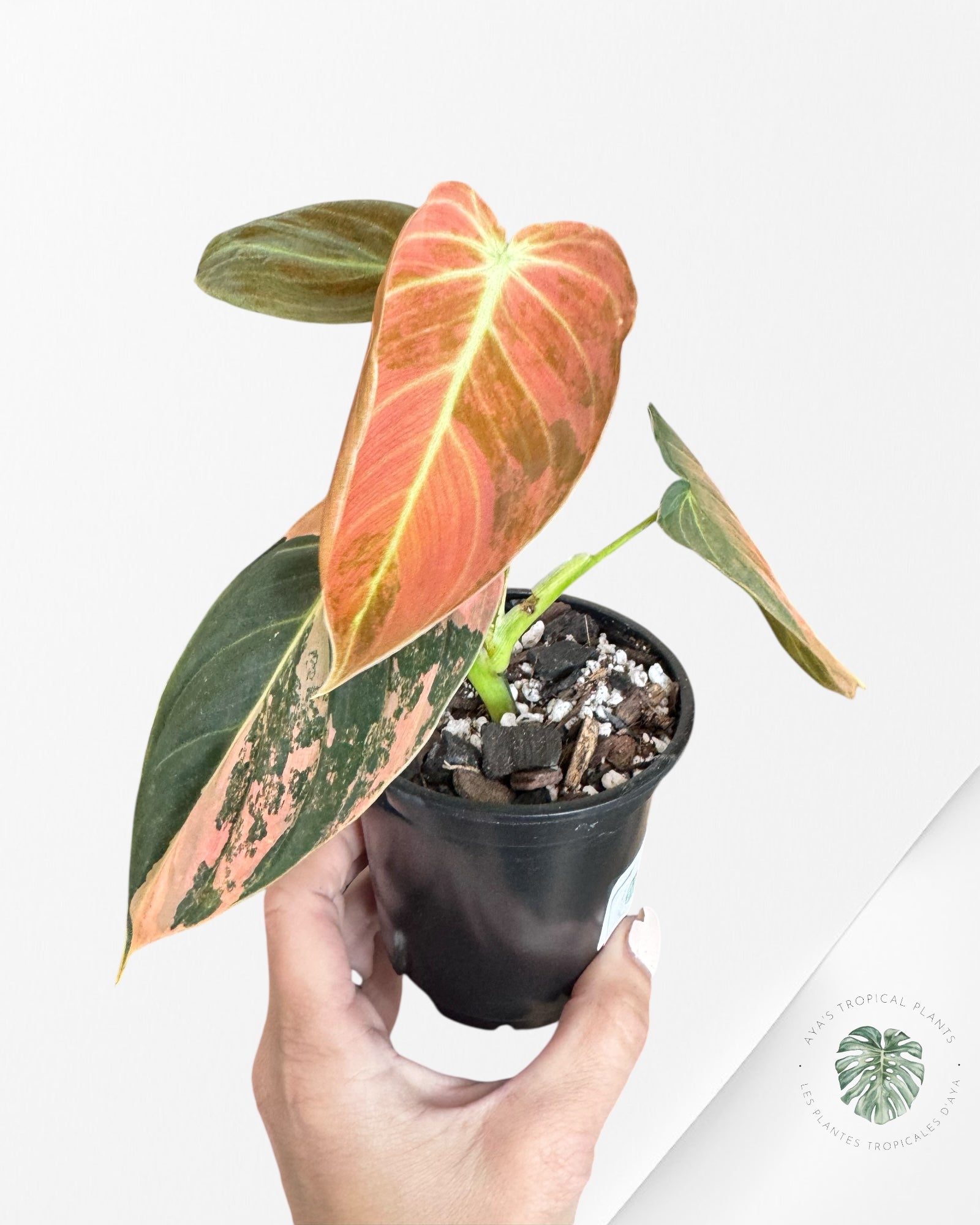 Philodendron Melanochrysum Orange (Bonfire) - T
