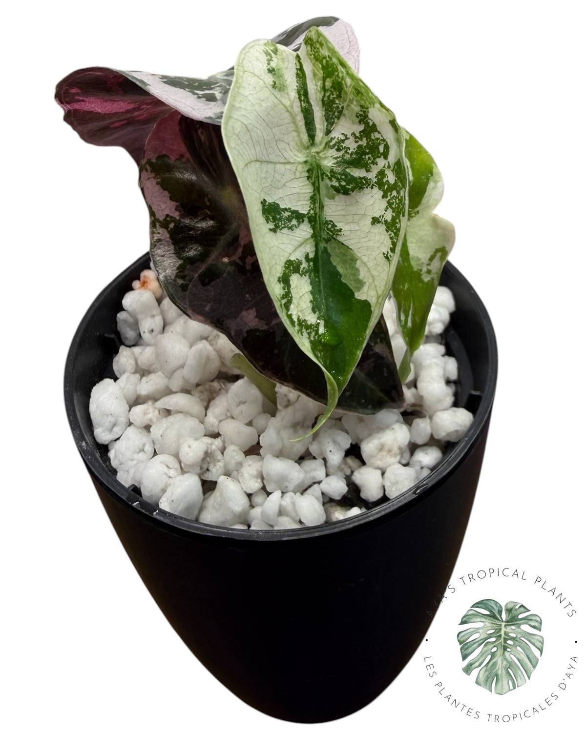 Alocasia Polly Pink Snowflake