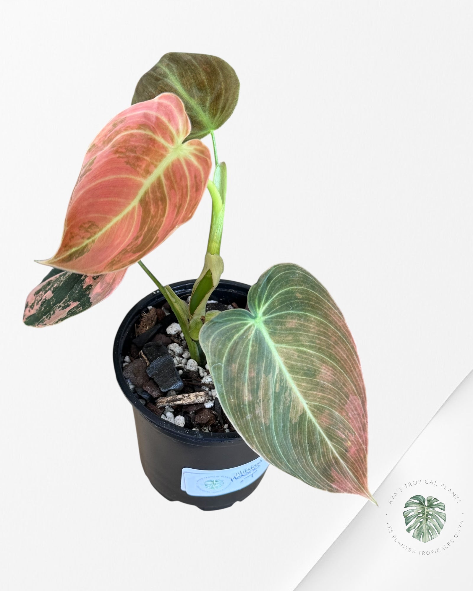 Philodendron Melanochrysum Orange (Bonfire) - T