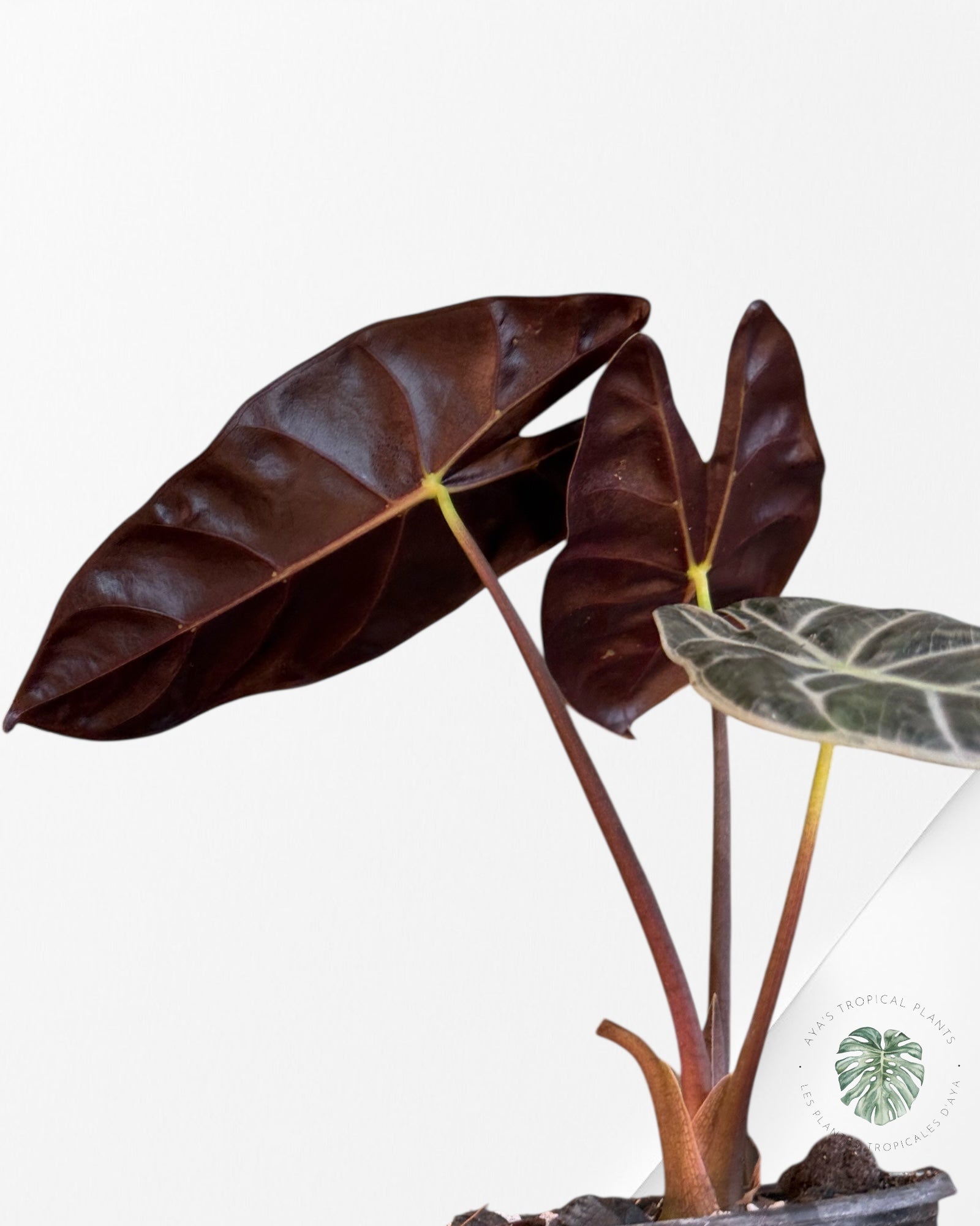 Alocasia Suhirmaniana Purple | Aroid | Aya’s tropical plant