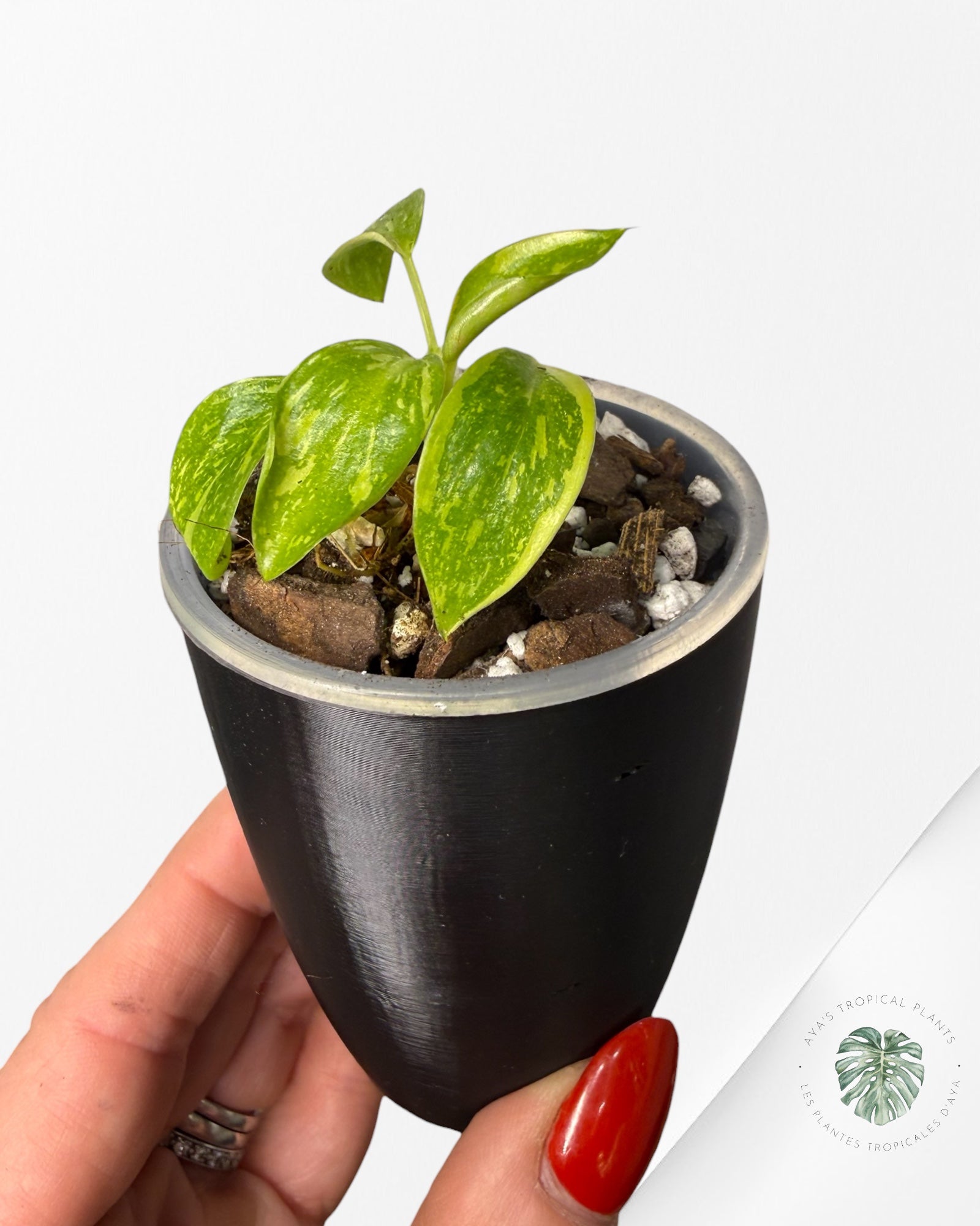 Philodendron Green Congo Nuclear