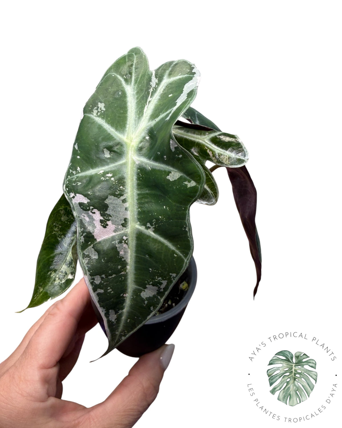 Alocasia Polly Pink Snowflake (Grade A)