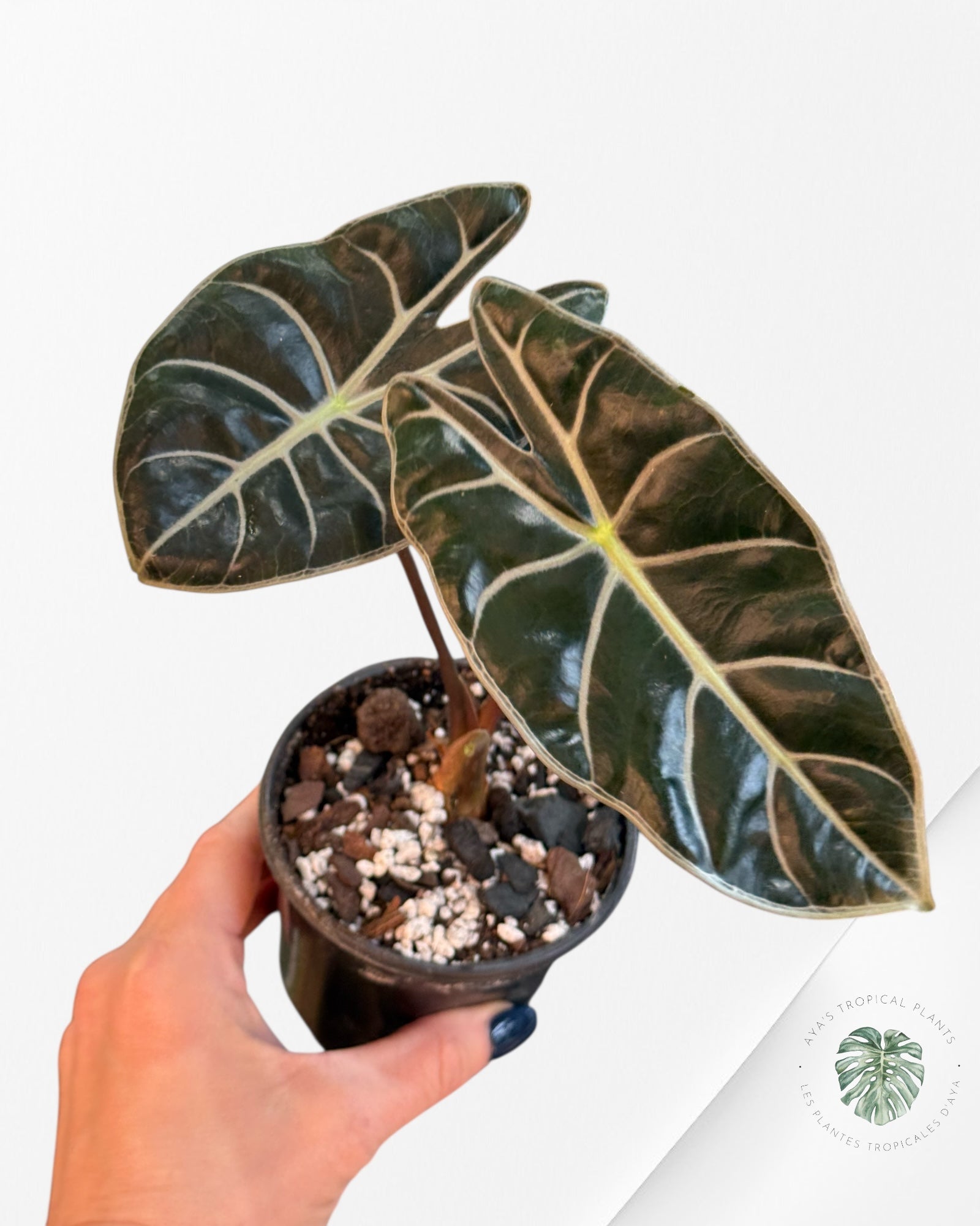 Alocasia Suhirmaniana Purple | Aroid | Aya’s tropical plant