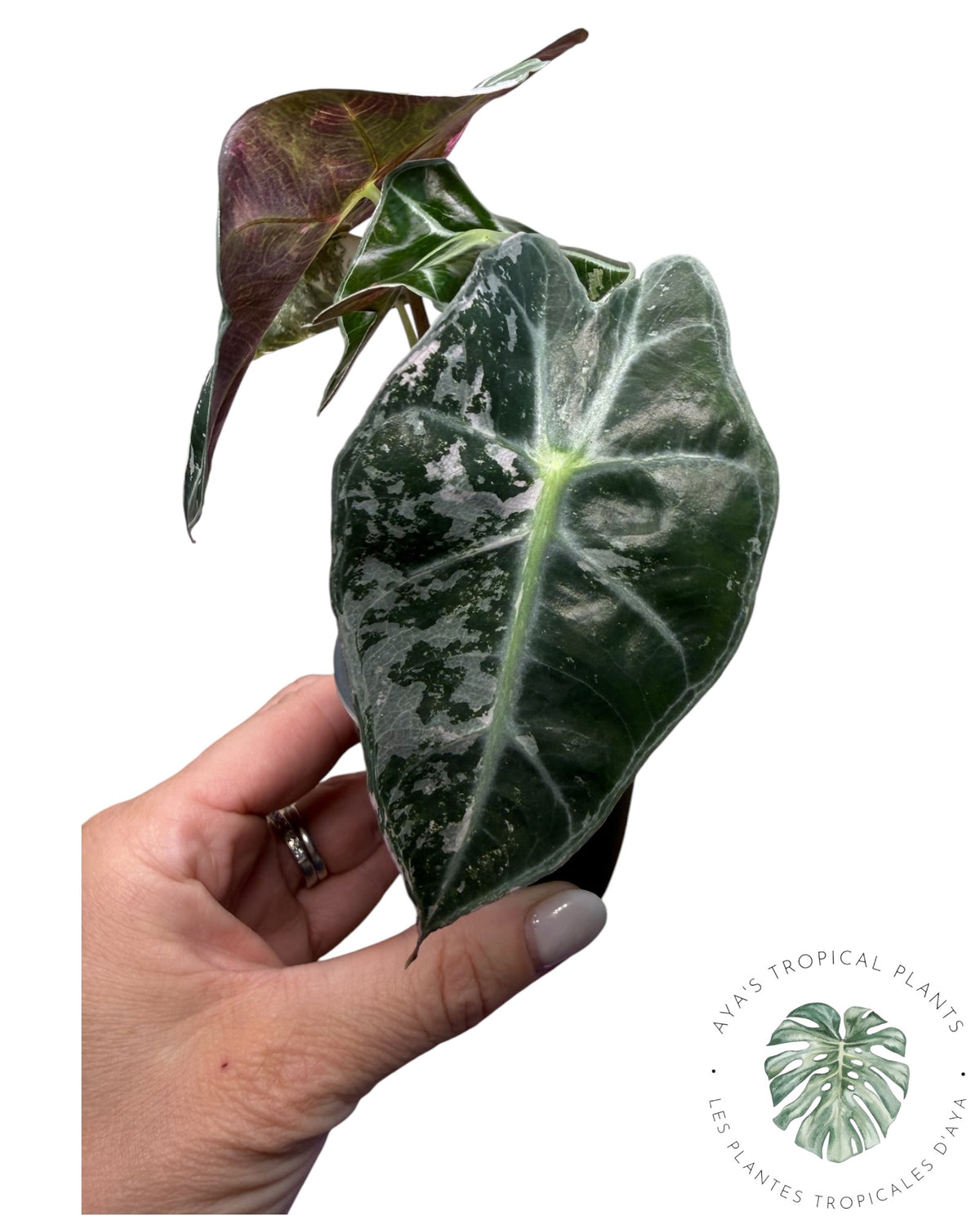 Alocasia Polly Pink Snowflake (Grade A)