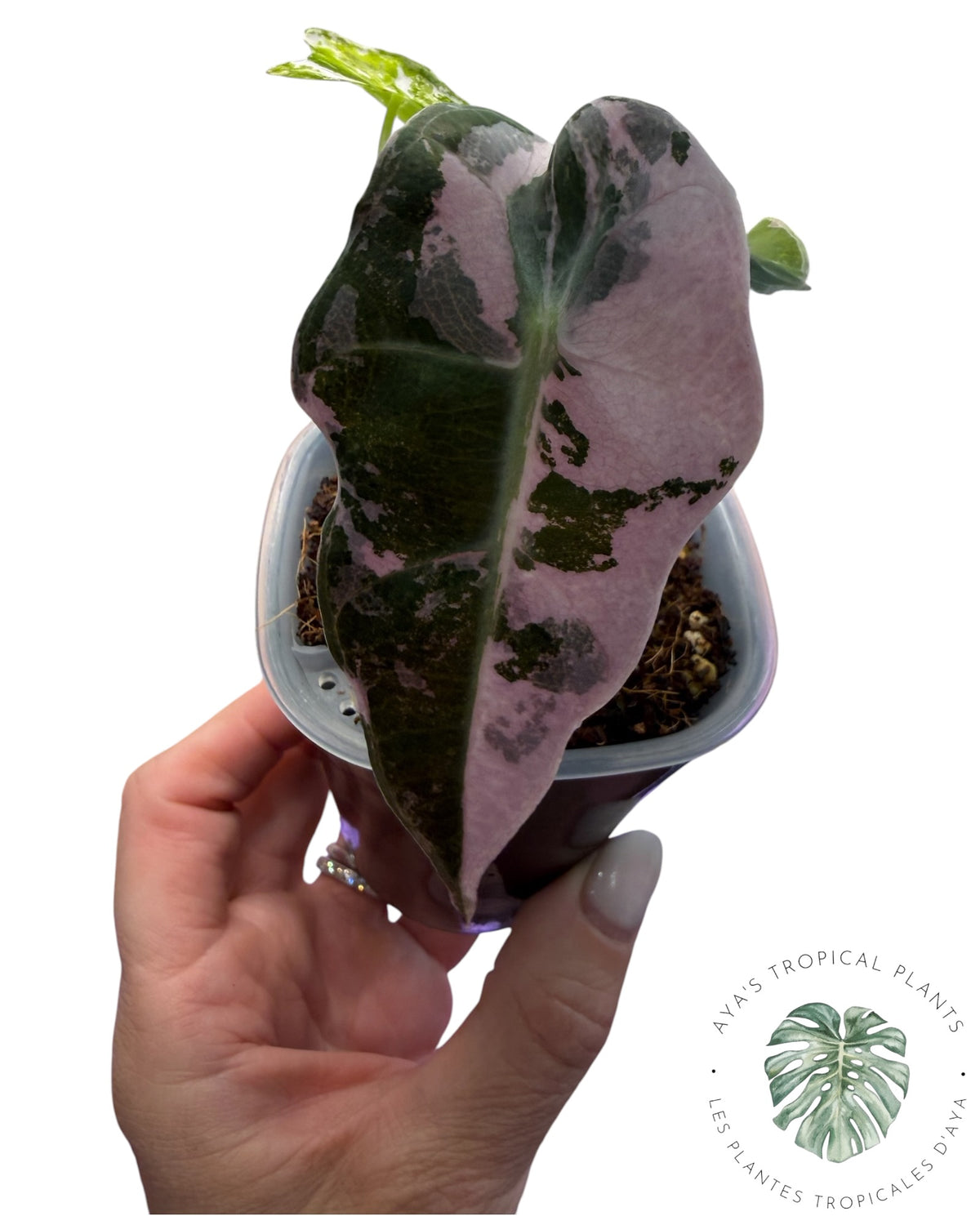 Alocasia Polly Pink Snowflake (Grade A)