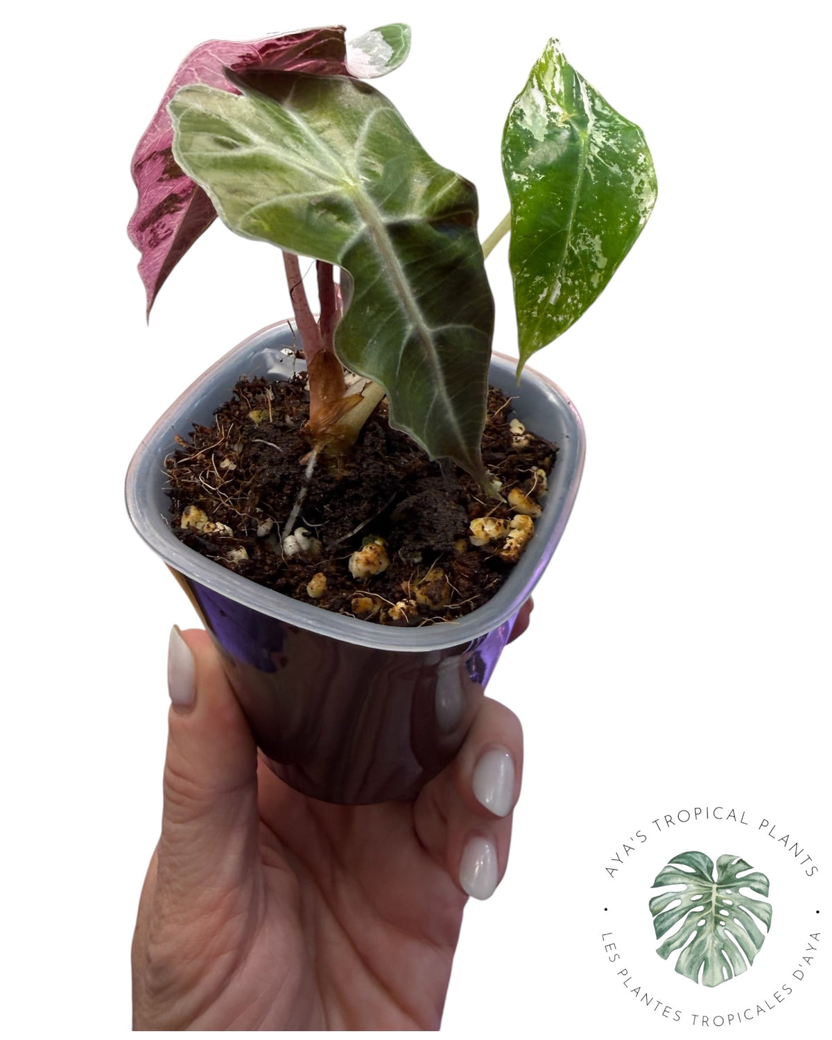 Alocasia Polly Pink Snowflake (Grade A)