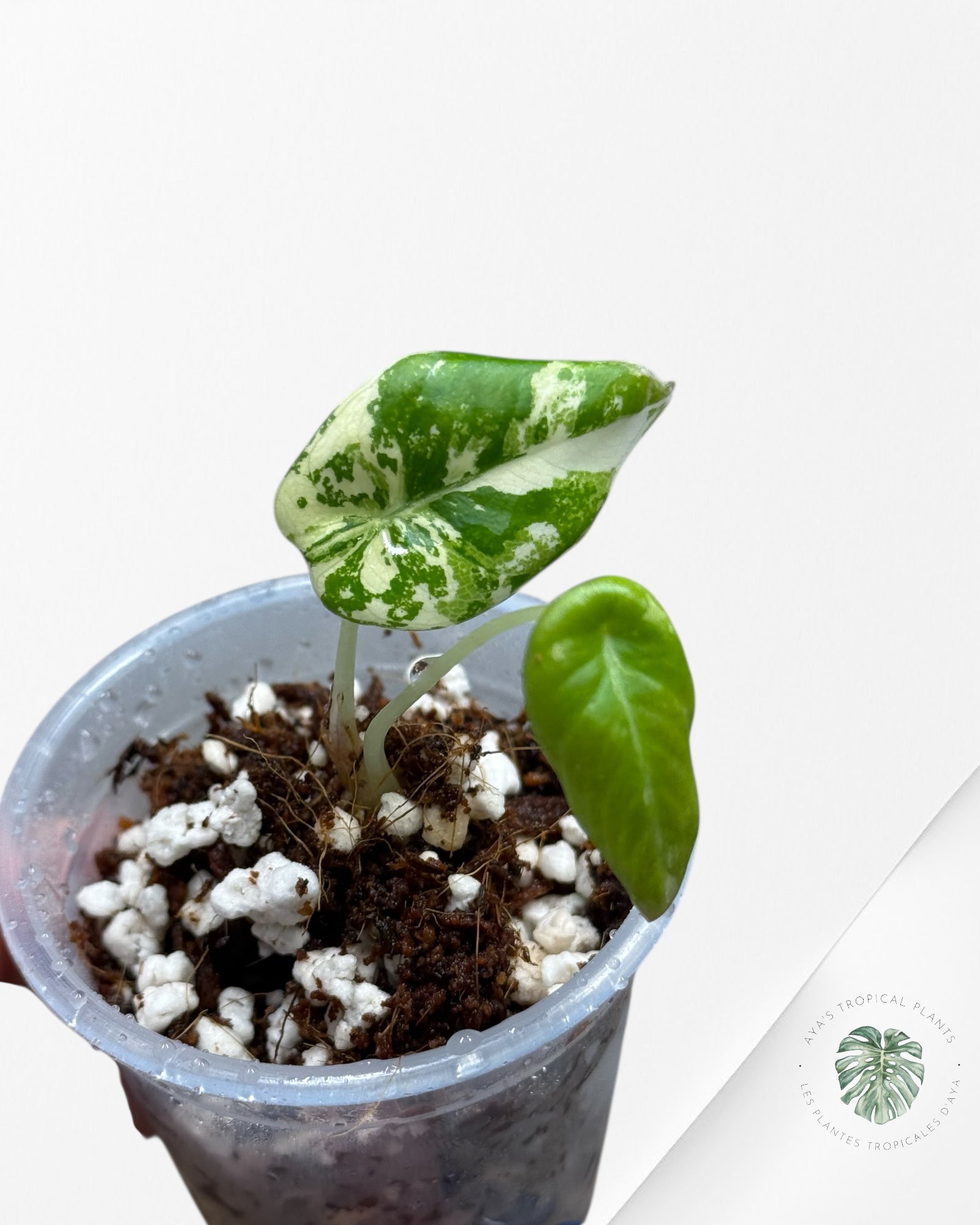 Alocasia Black Velvet Pink Variegated | Rare TC Plant| Aya's Tropical Plants