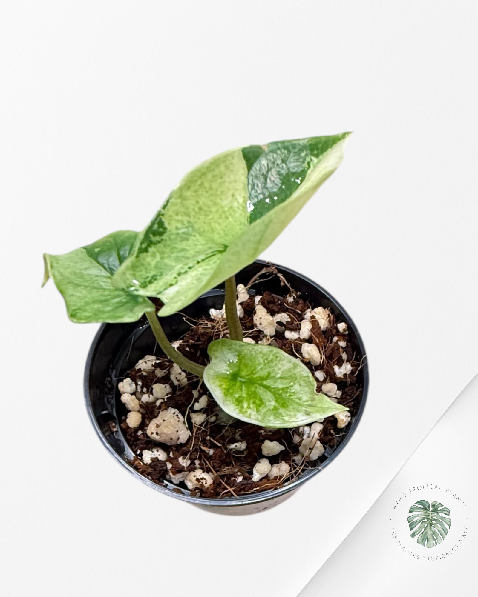 Alocasia Scalprum Albo Variegated - SA1