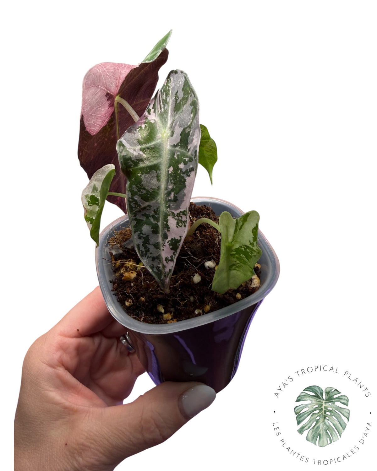 Alocasia Polly Pink Snowflake (Grade A)