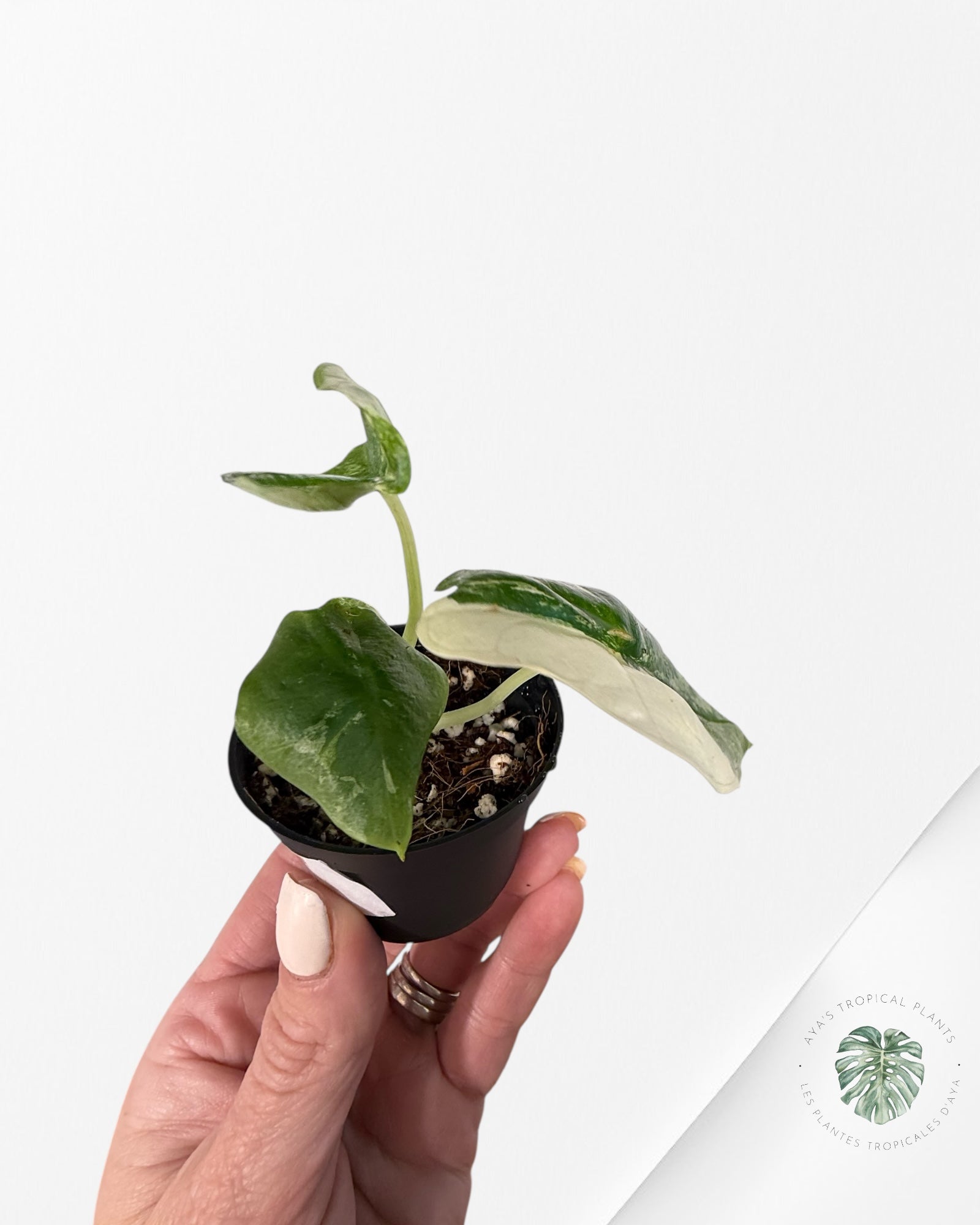 Alocasia Platinum Albo Variegated - AP