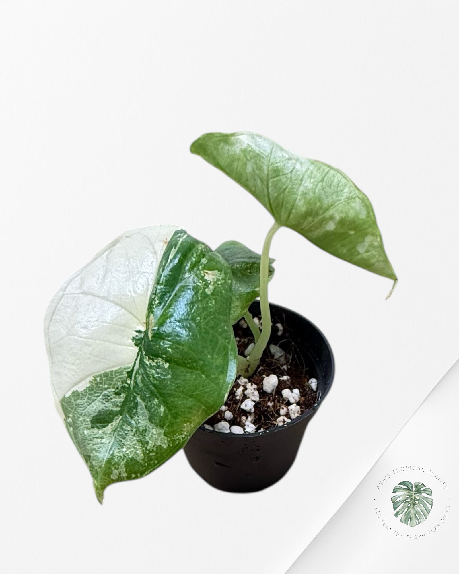 Alocasia Platinum Albo Variegated - AP