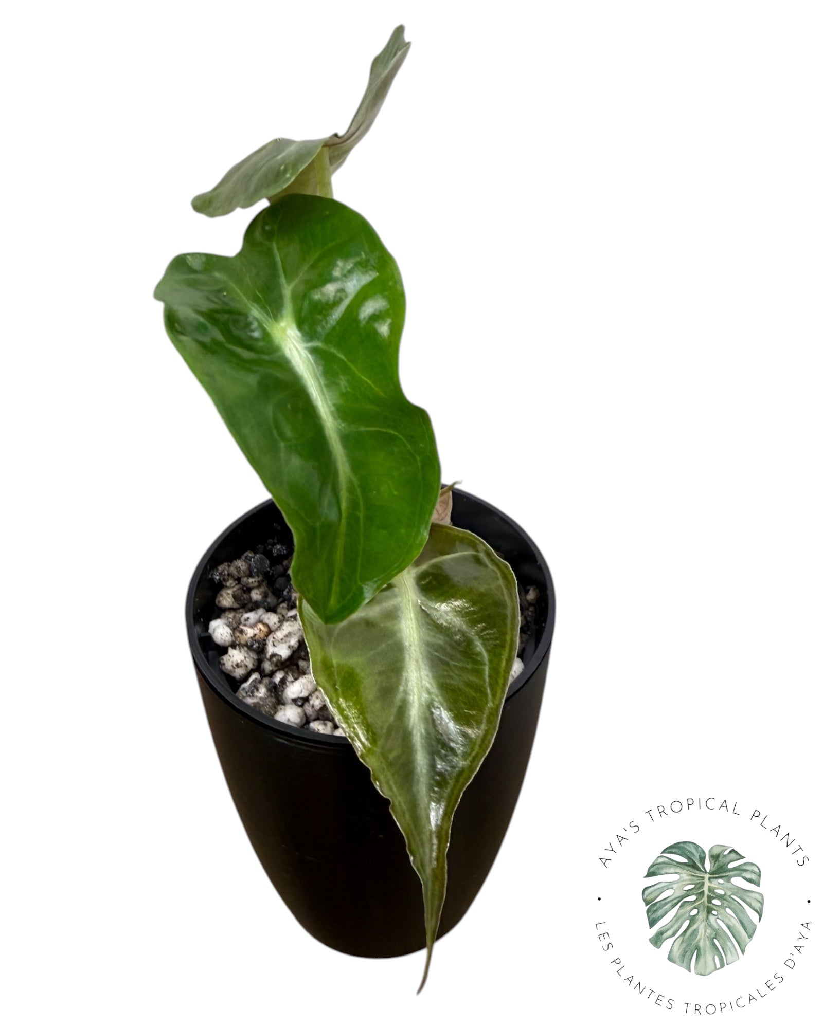 Alocasia Venom