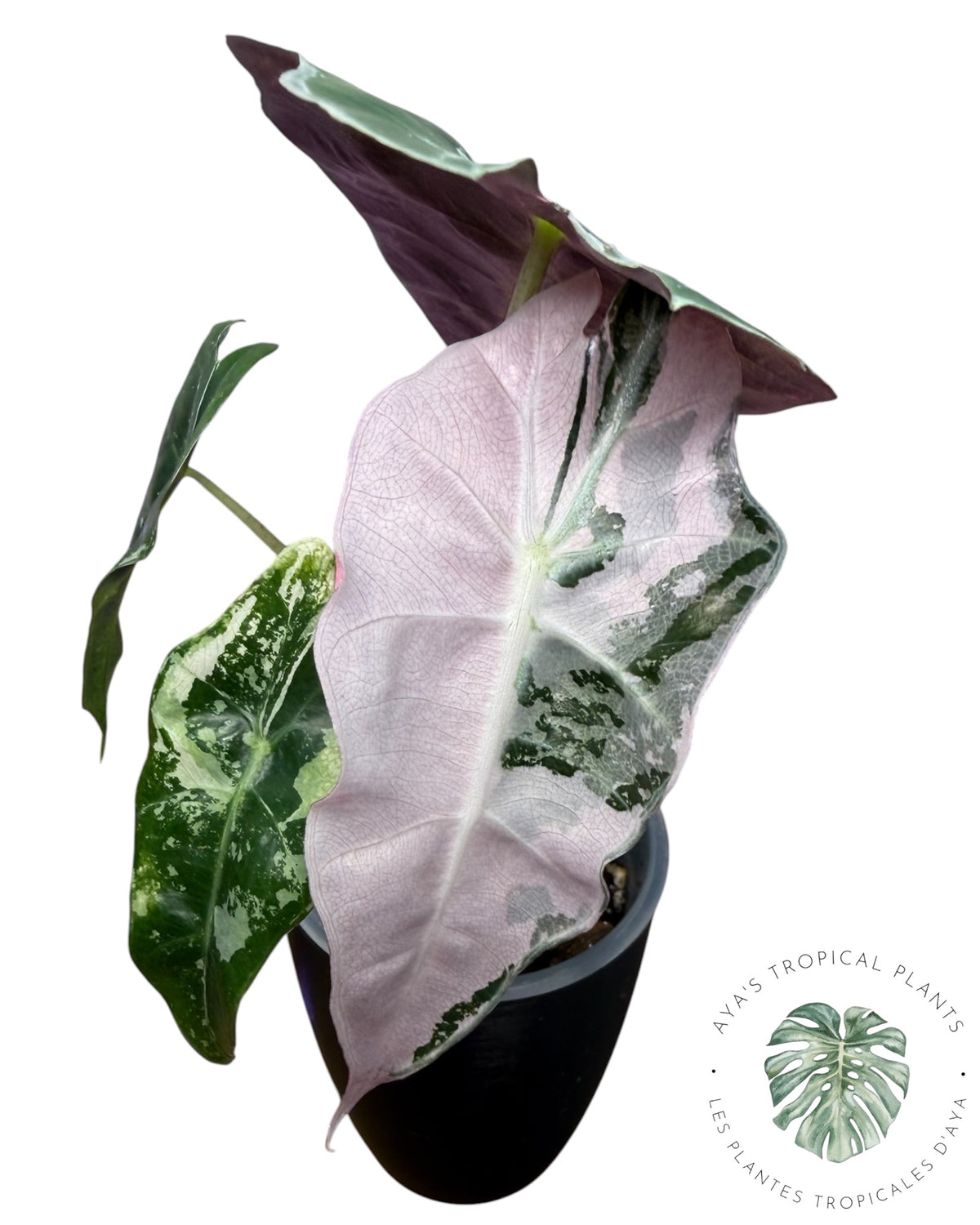 Alocasia Polly Pink Snowflake (Grade A)