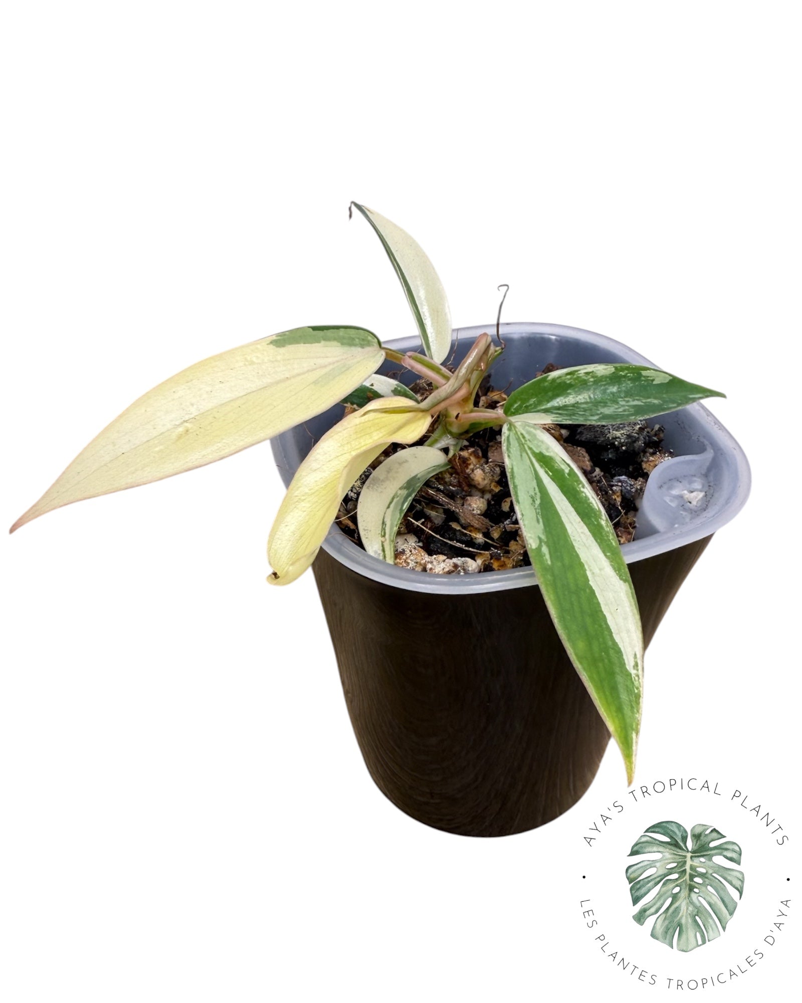 Philodendron Florida Beauty x Tortum