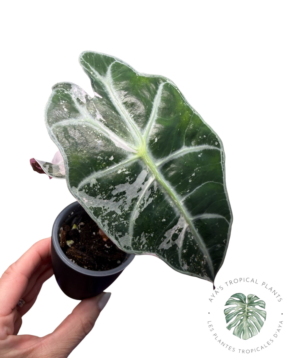 Alocasia Polly Pink Snowflake (Grade A)