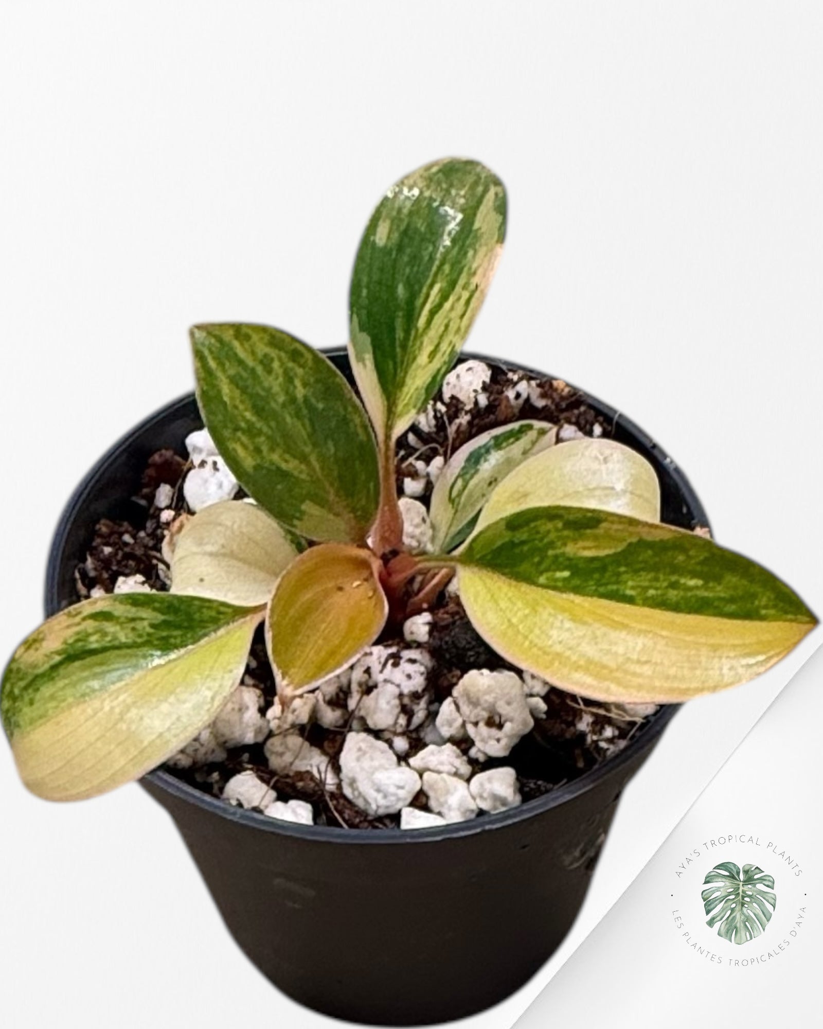 Philodendron Red Congo Variegata-RC2
