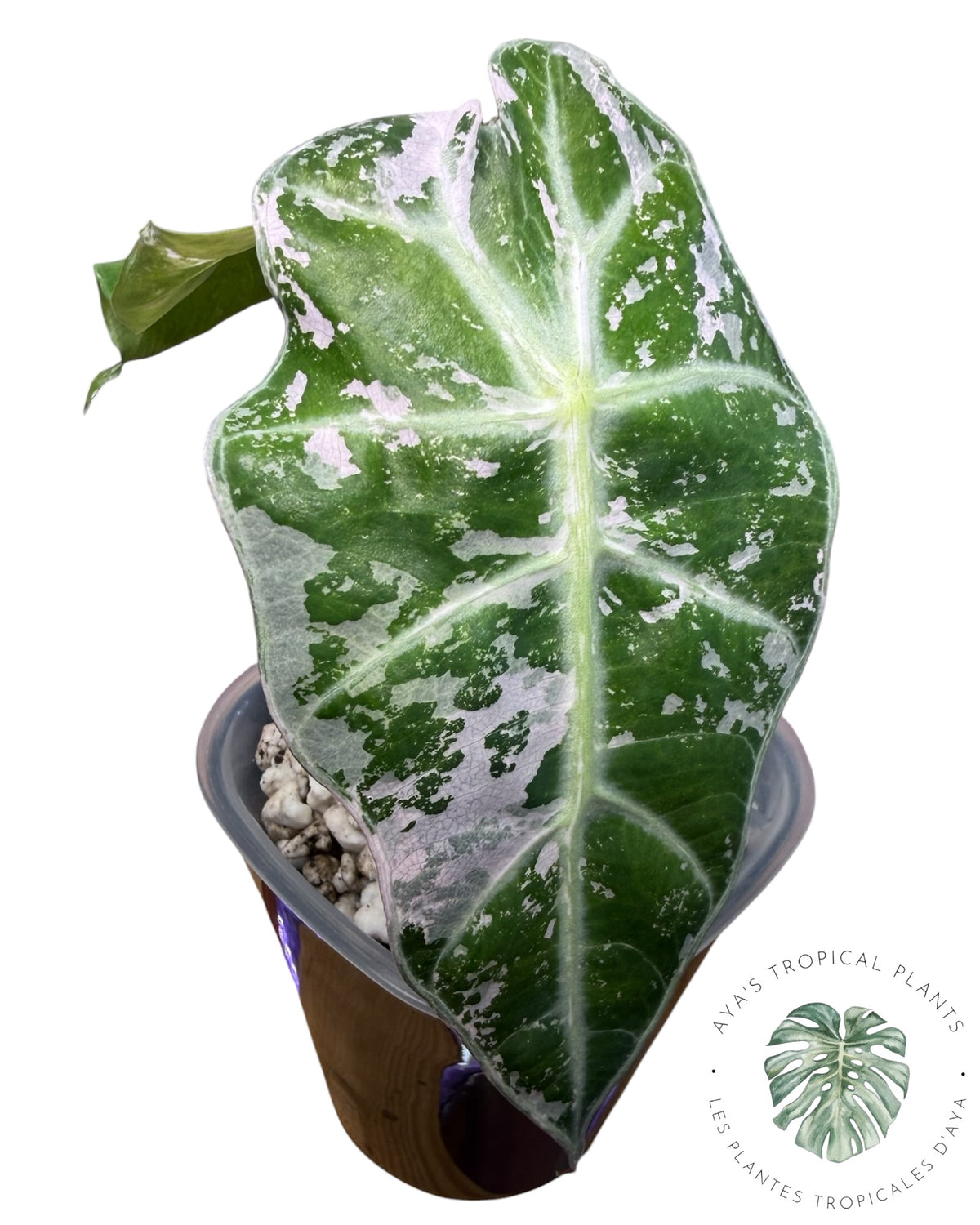 Alocasia Polly Pink Snowflake