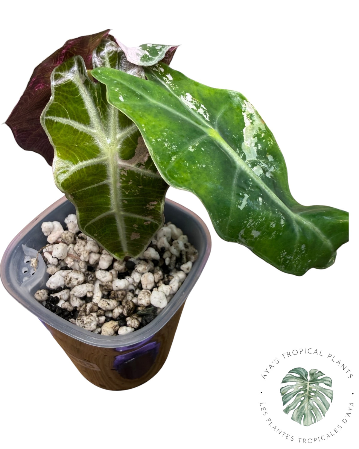 Alocasia Polly Pink Snowflake