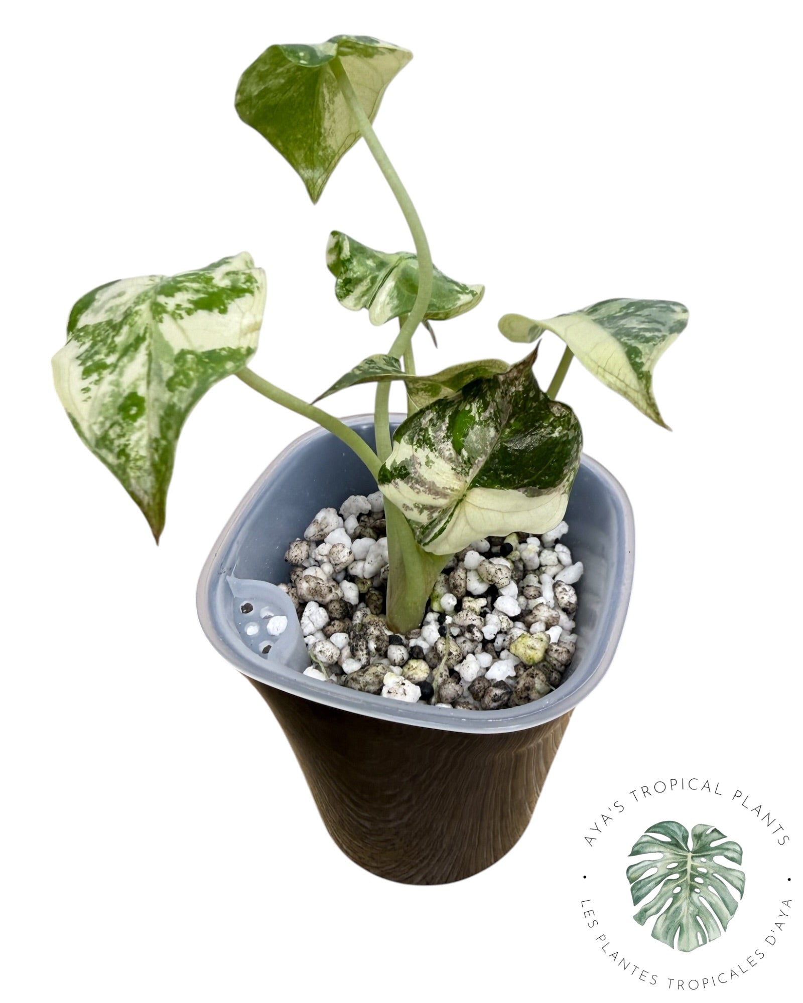 Alocasia Wentii Albo Pink Variegated