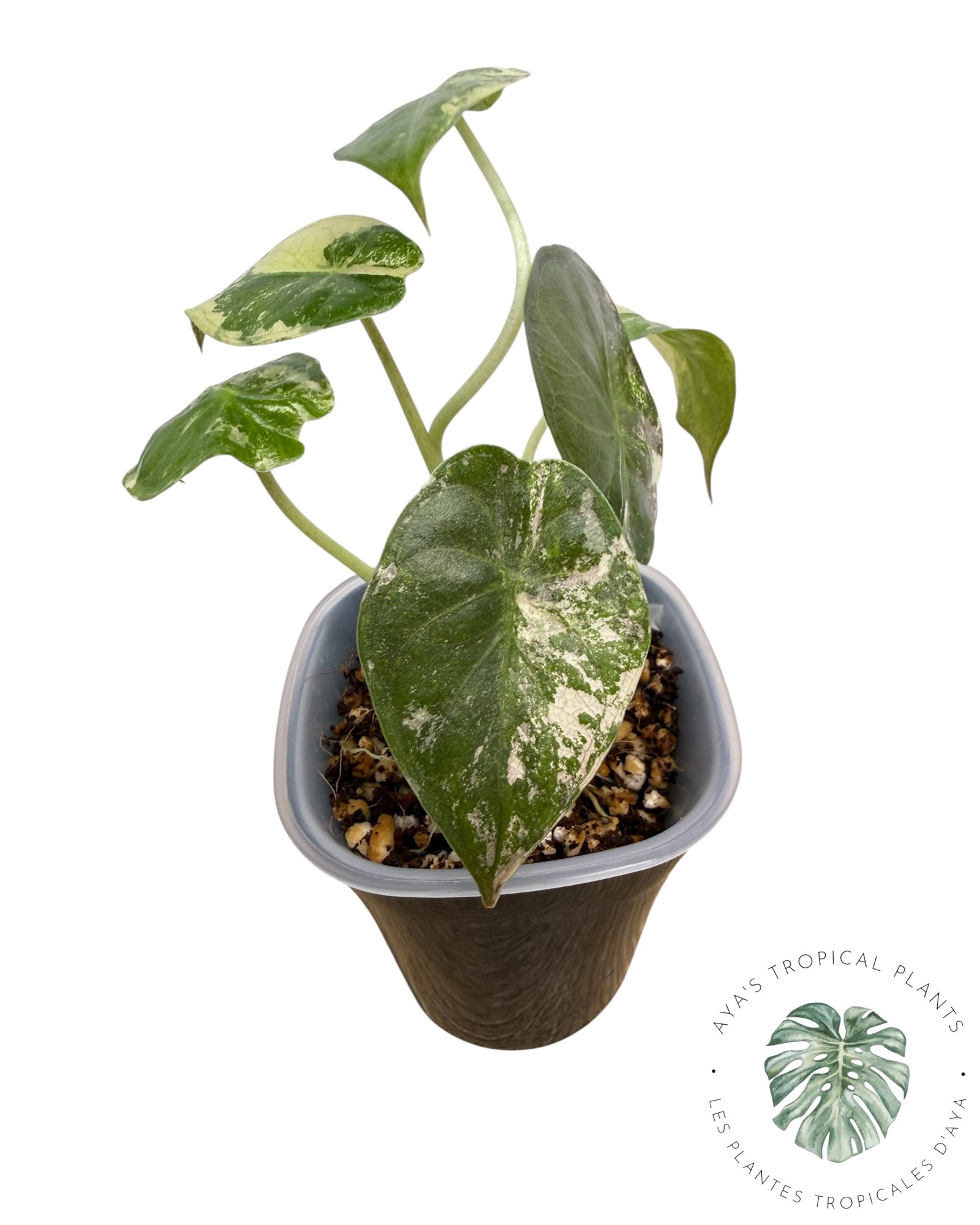 Alocasia Wentii Albo Pink Variegated
