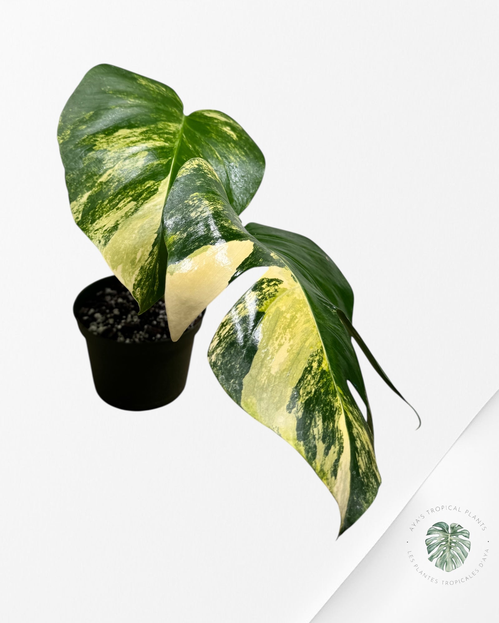 Monstera Aurea - AU3