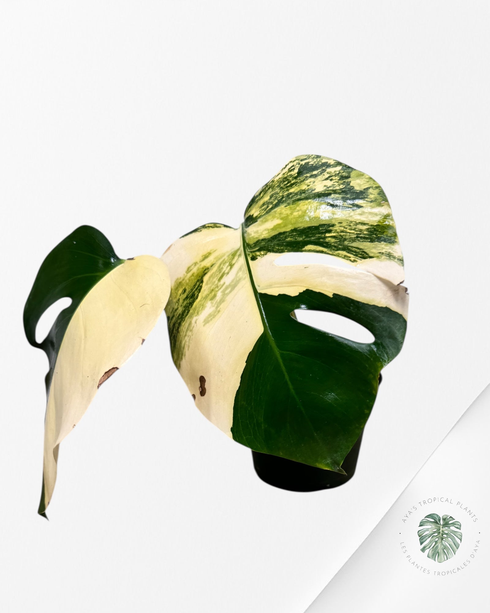 Monstera Aurea -A20
