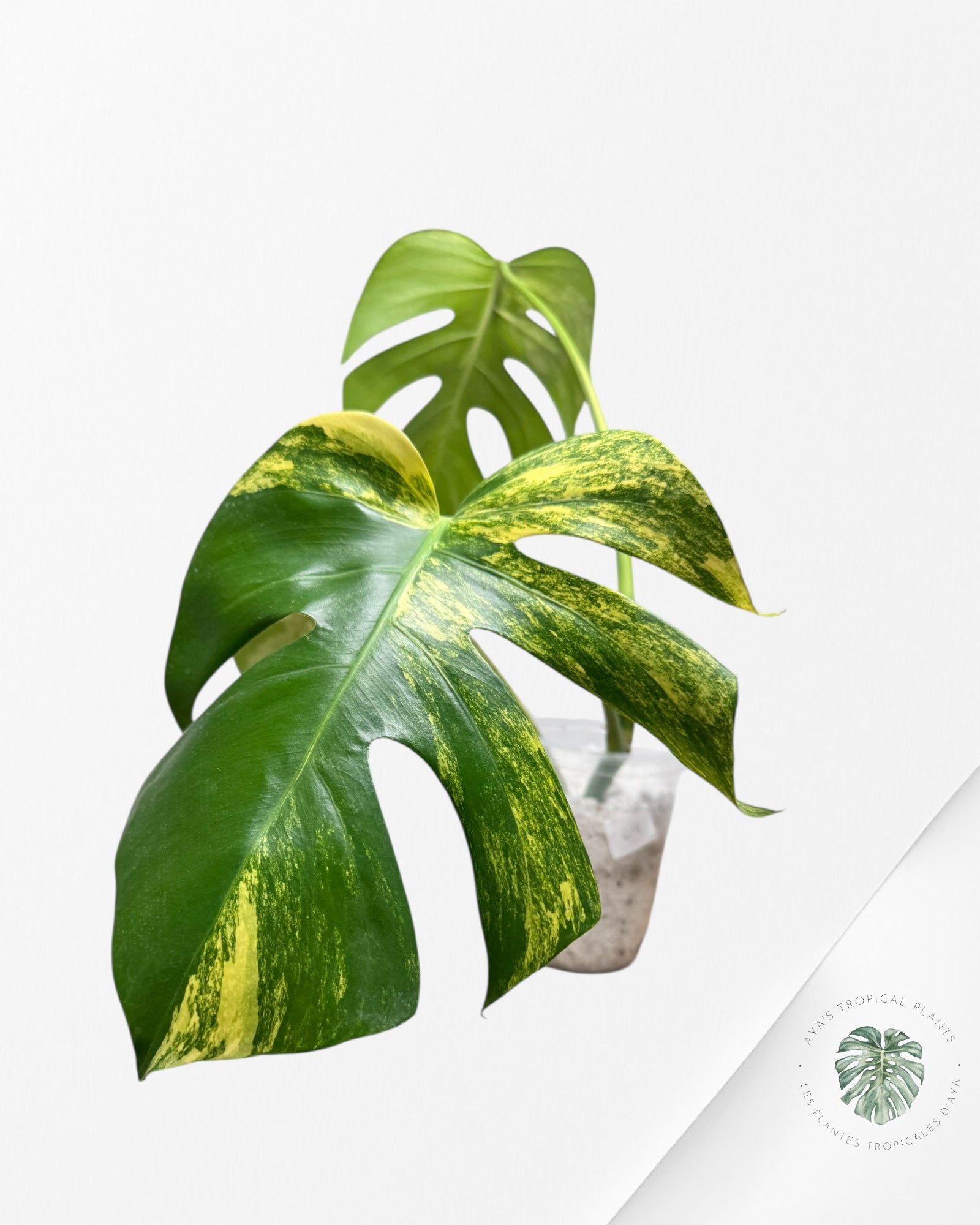 Monstera Aurea - P147