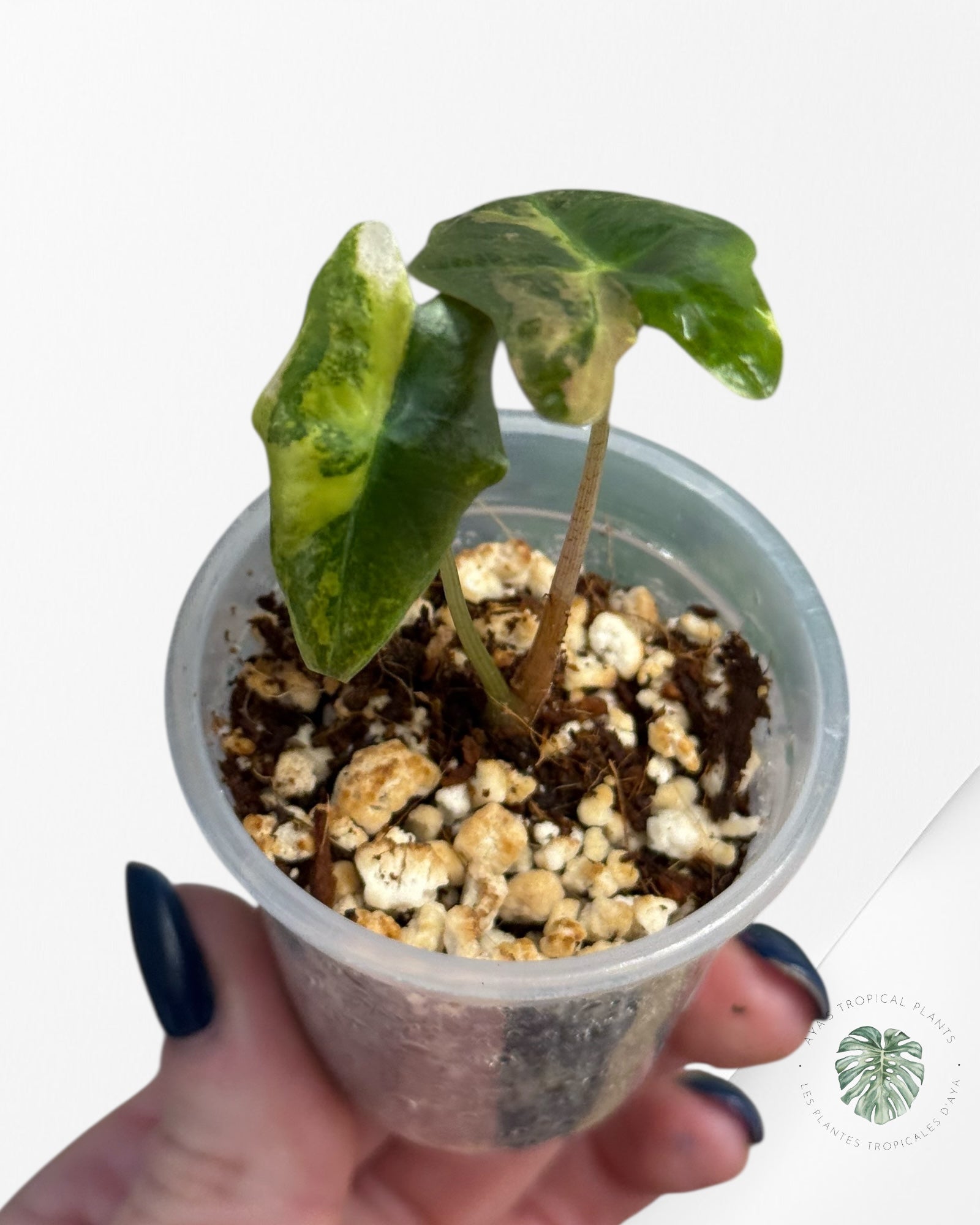 Alocasia Nobilis Variegated Aurea| Rare TC Plant| Aya's Tropical Plants