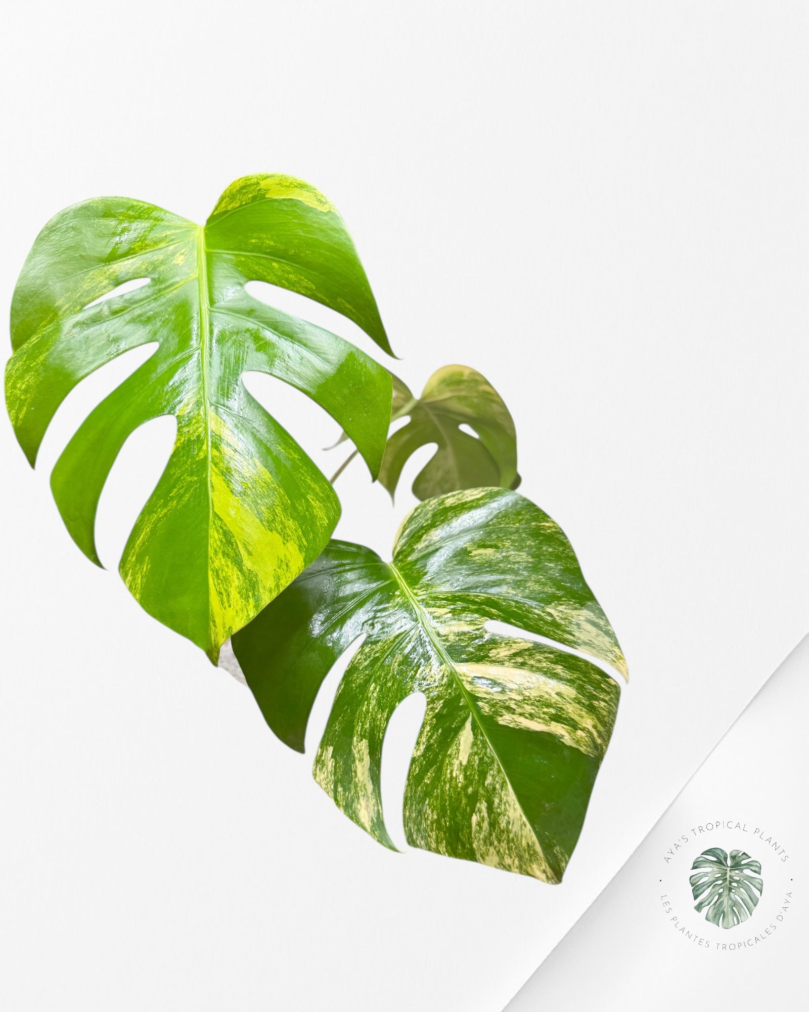 Monstera Aurea - P147