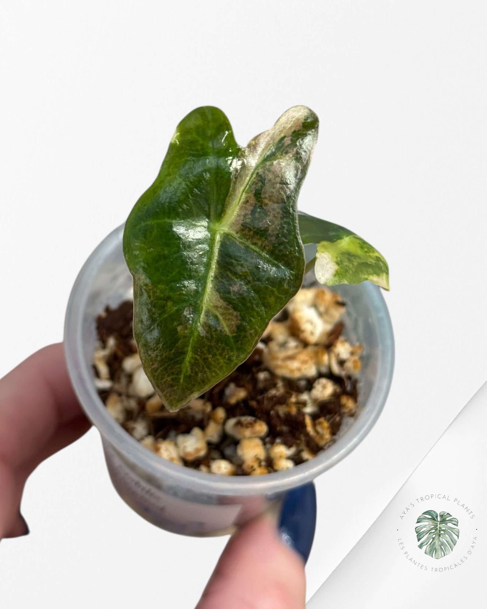 Alocasia Nobilis Variegated Aurea| Rare TC Plant| Aya's Tropical Plants