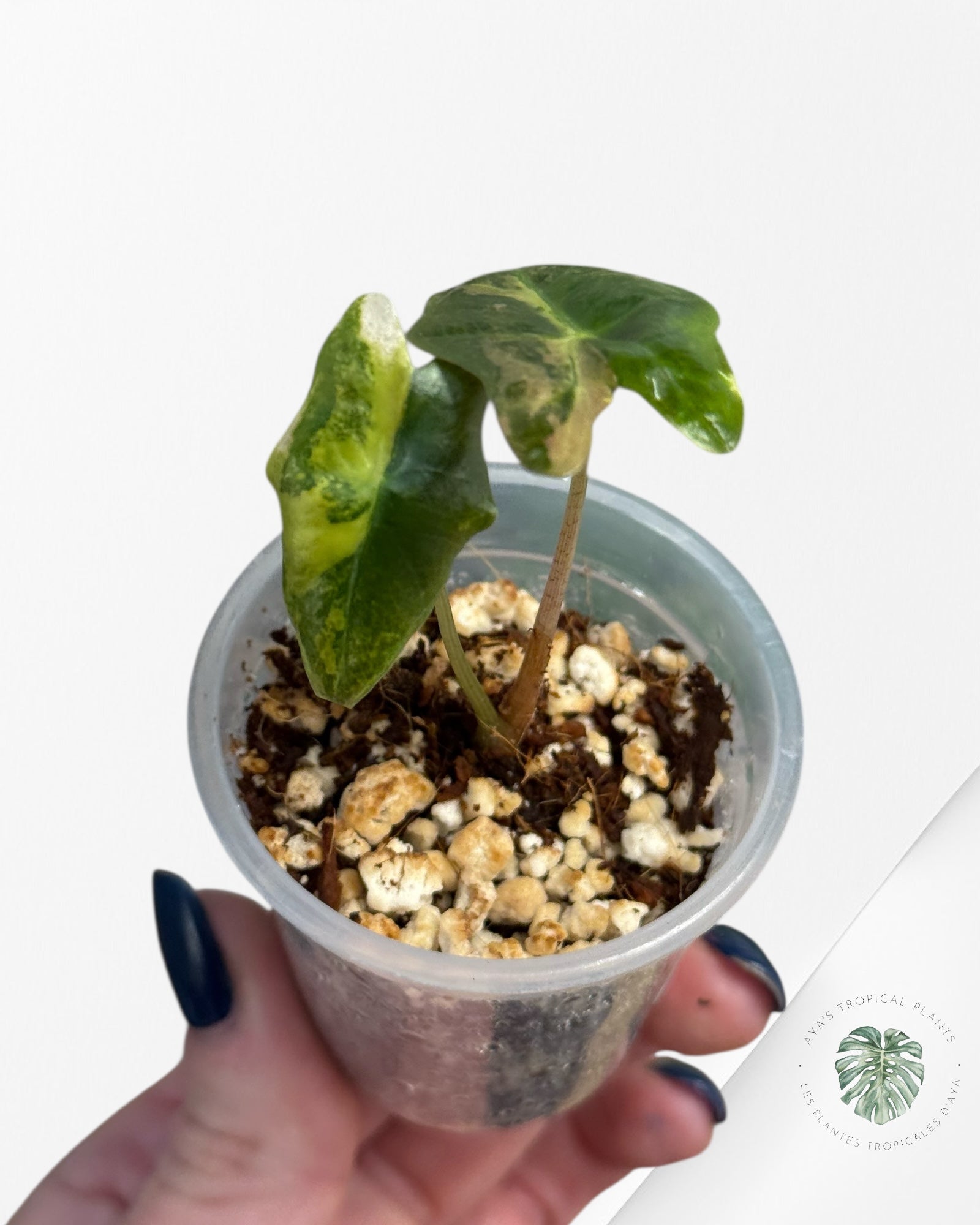 Alocasia Nobilis Variegated Aurea| Rare TC Plant| Aya's Tropical Plants