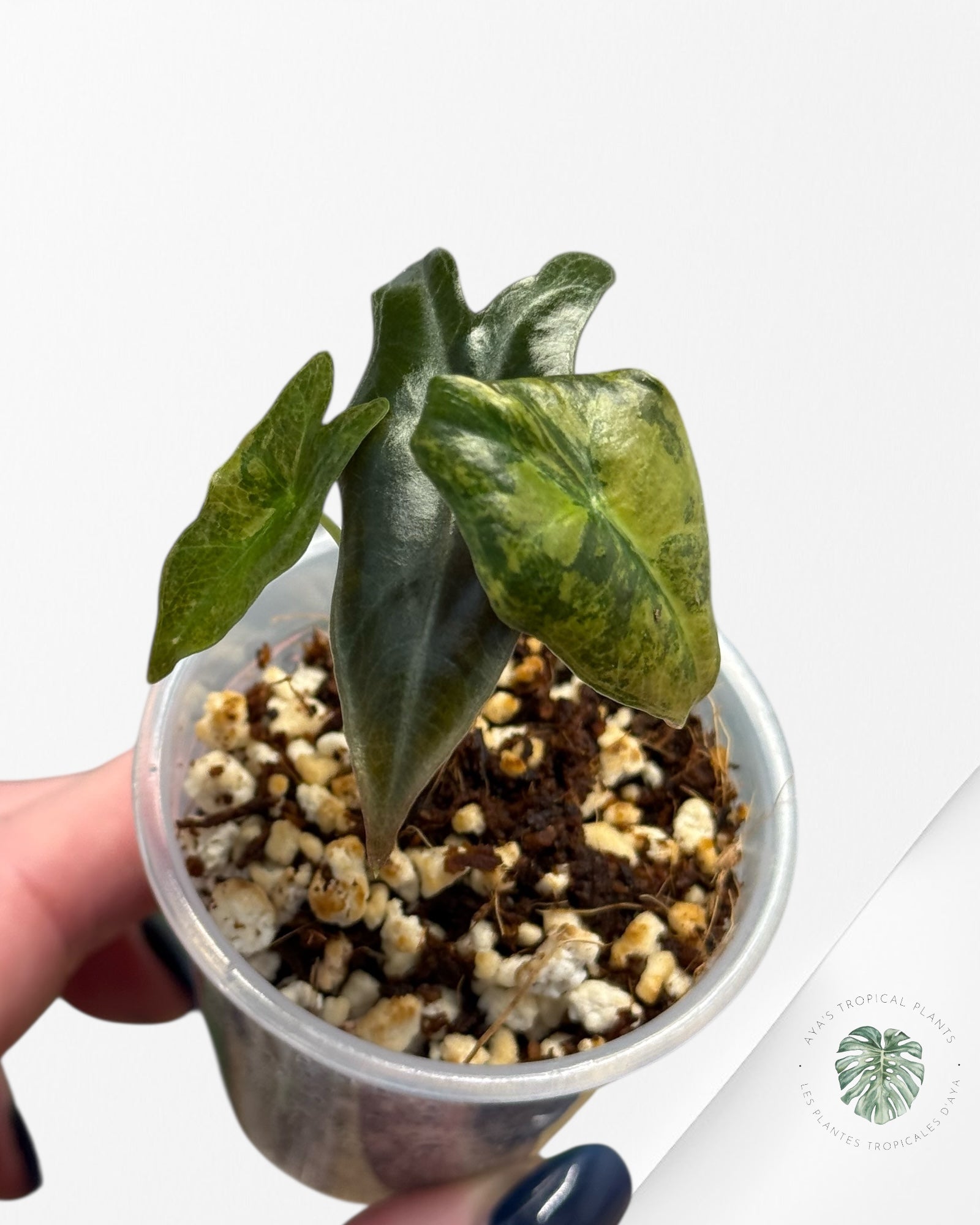 Alocasia Nobilis Variegated Aurea| Rare TC Plant| Aya's Tropical Plants