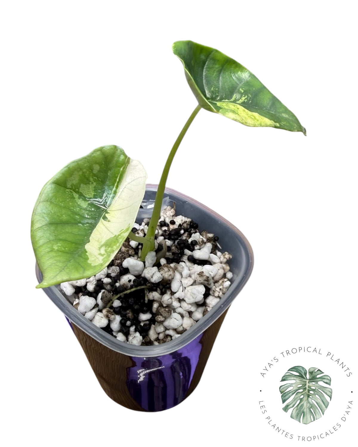 Alocasia Bisma Platinum Albo Variegata (Copie 7)
