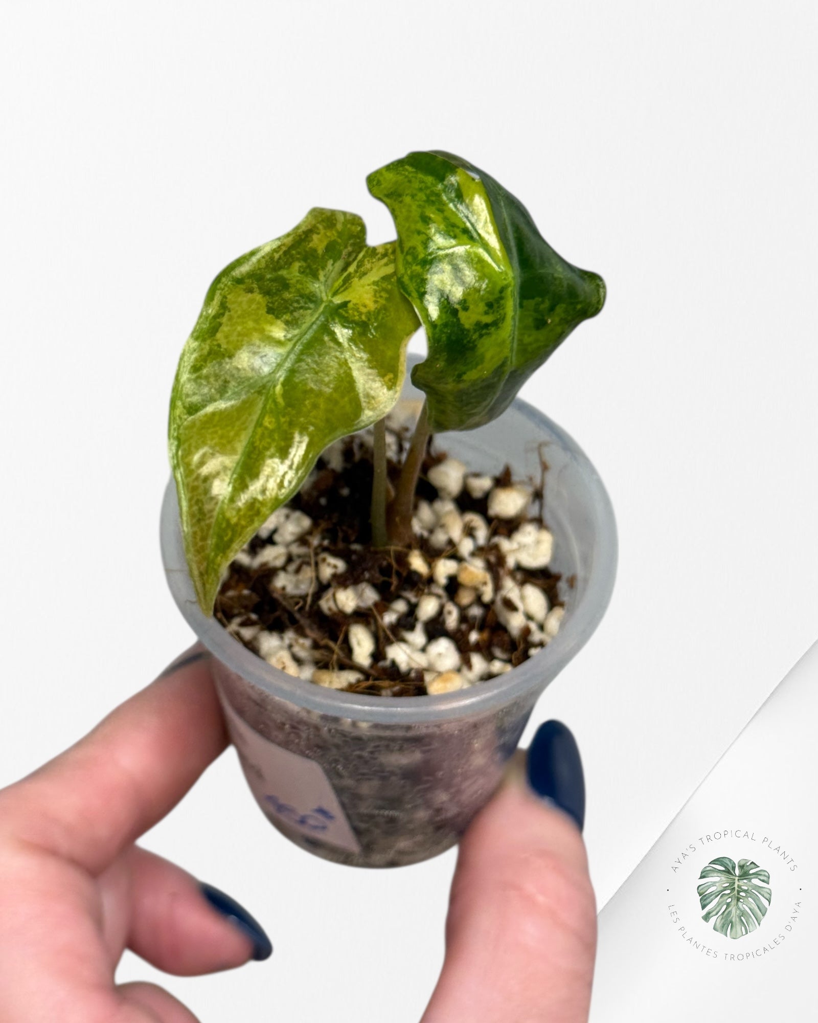 Alocasia Nobilis Variegated Aurea| Rare TC Plant| Aya's Tropical Plants