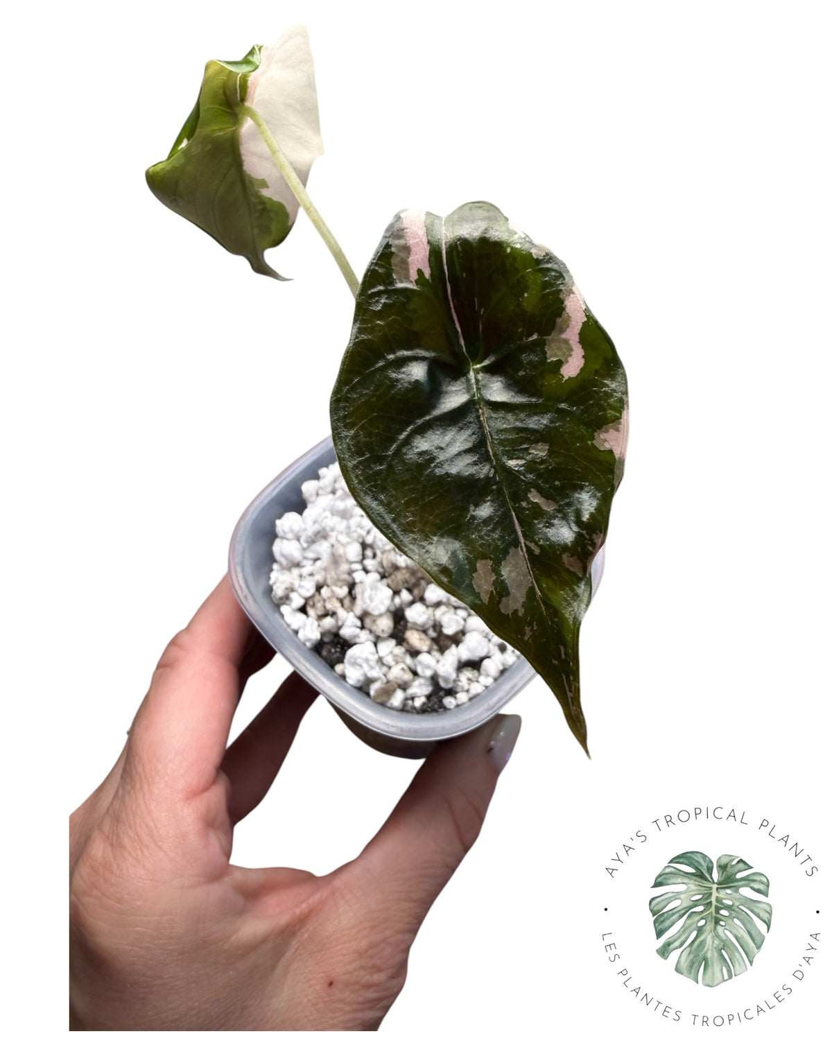 Alocasia Chantrieri Pink Variegated