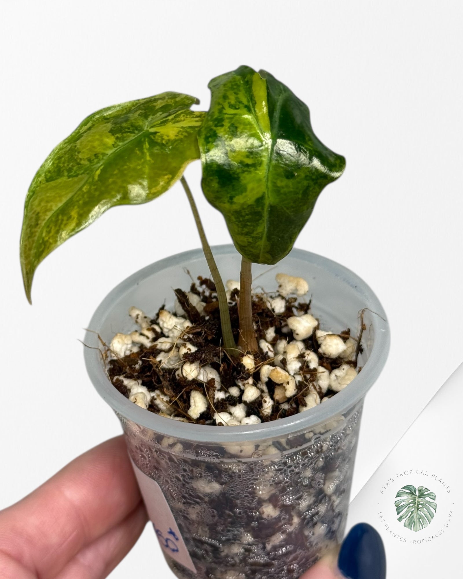 Alocasia Nobilis Variegated Aurea| Rare TC Plant| Aya's Tropical Plants