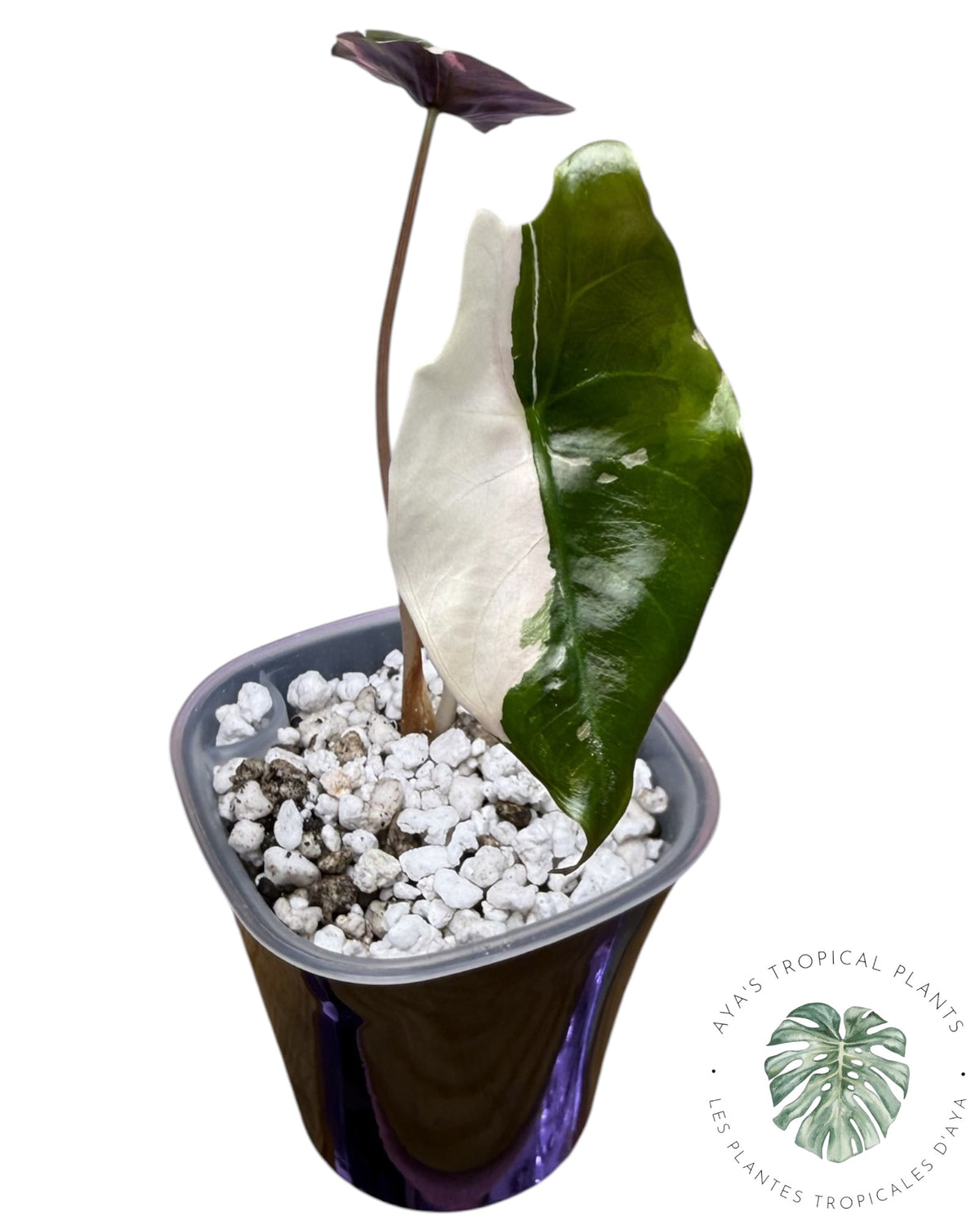 Alocasia Chantrieri Pink Variegated